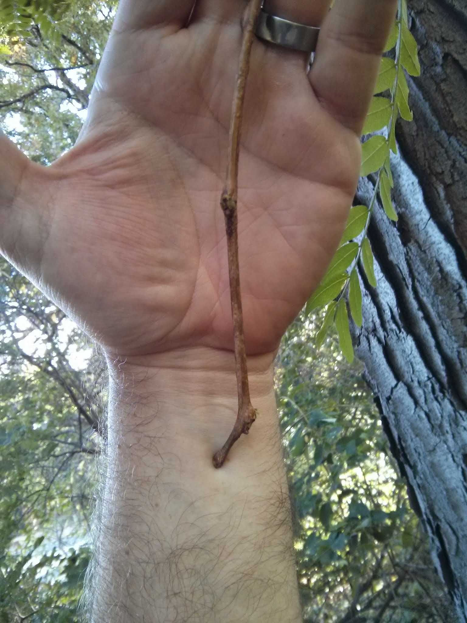 Honeylocust twig