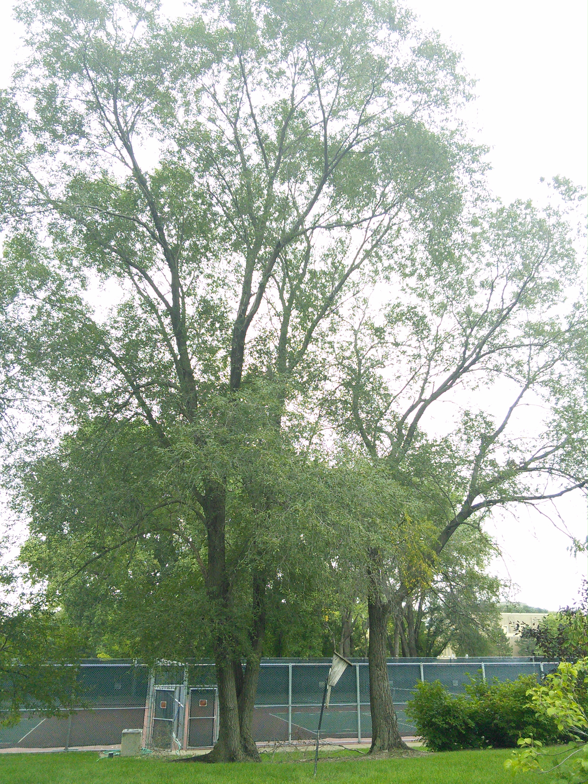 Siberian elm form
