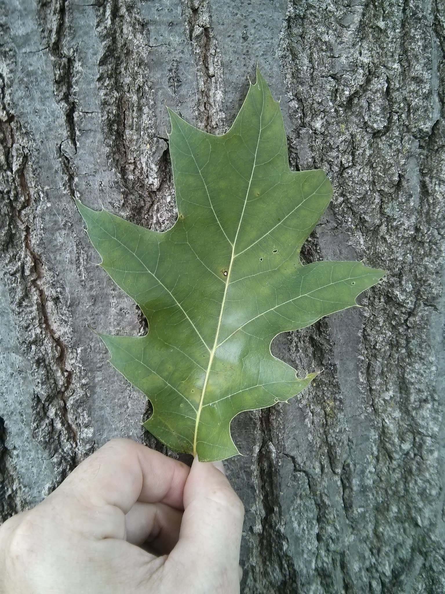 northern red oak foliage