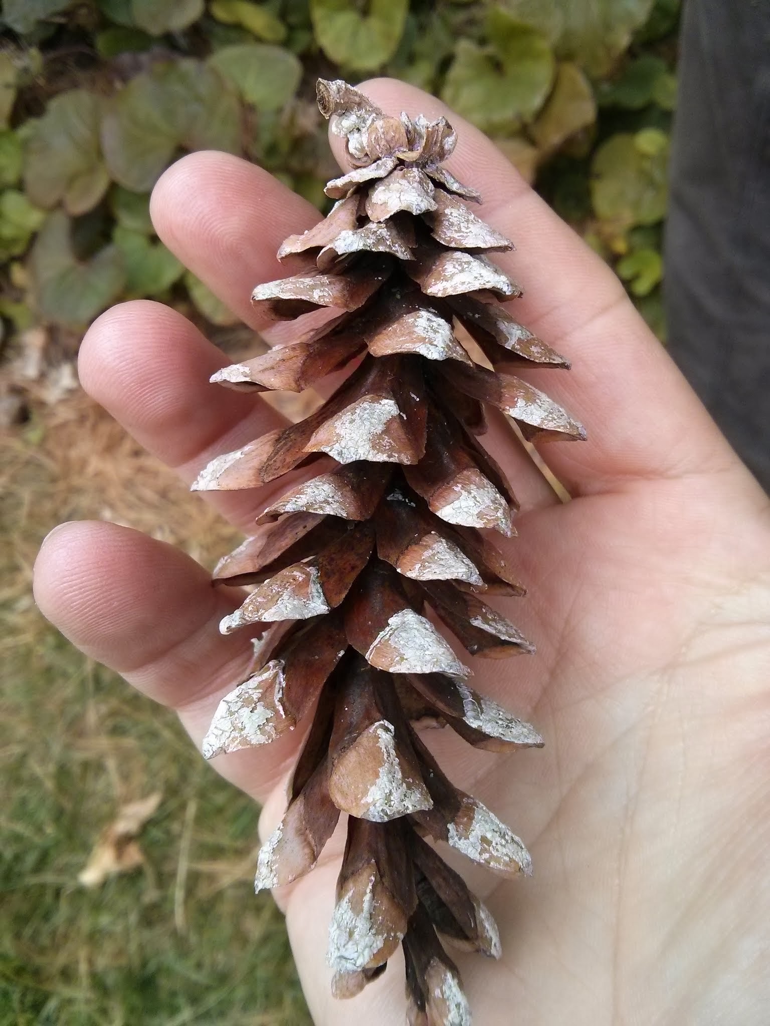 E. white pine cone