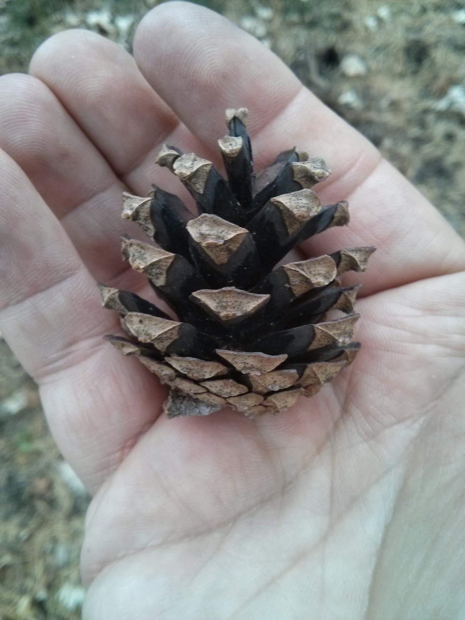 Scots pine cone