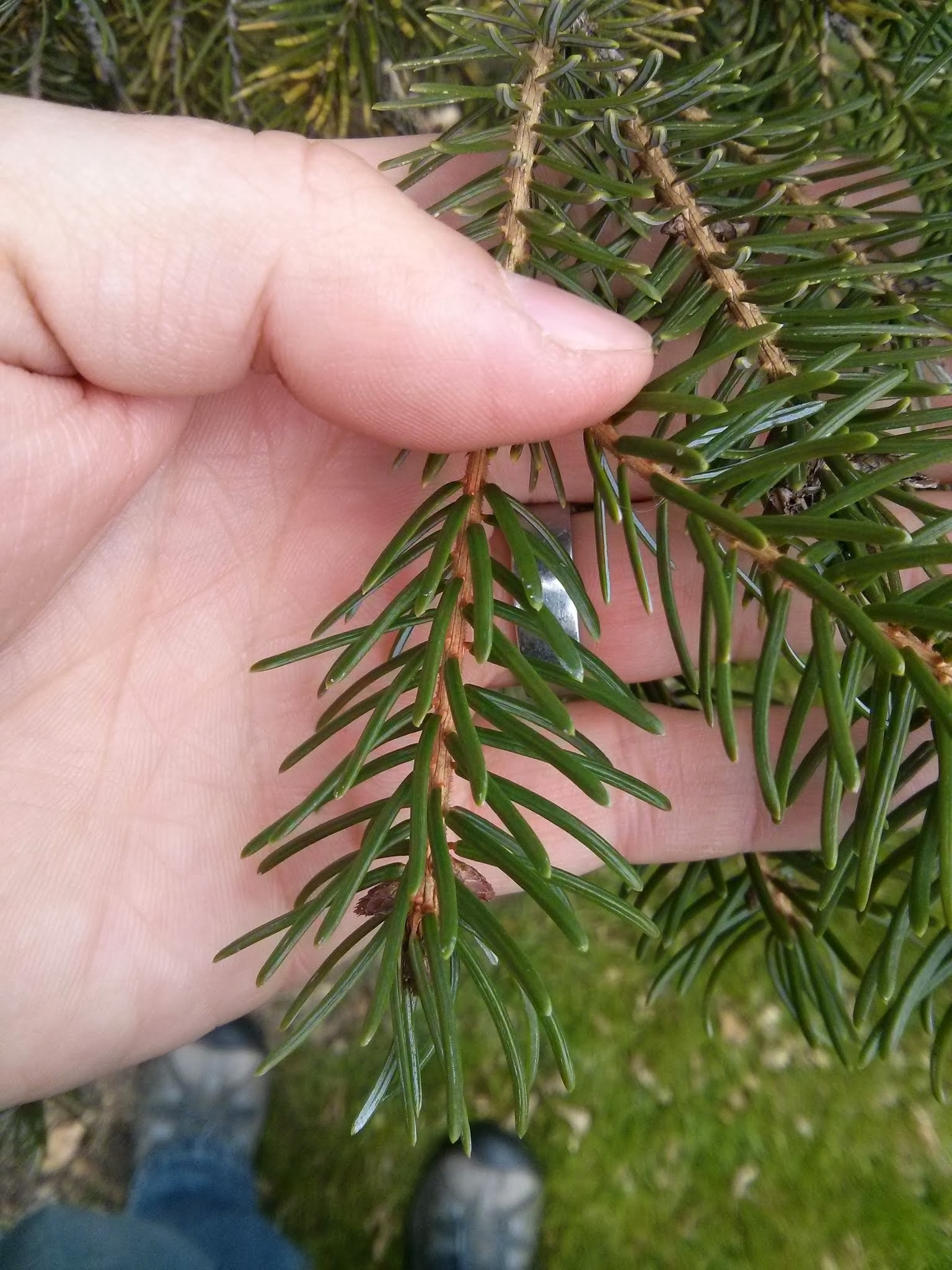 Serbian spruce foliage