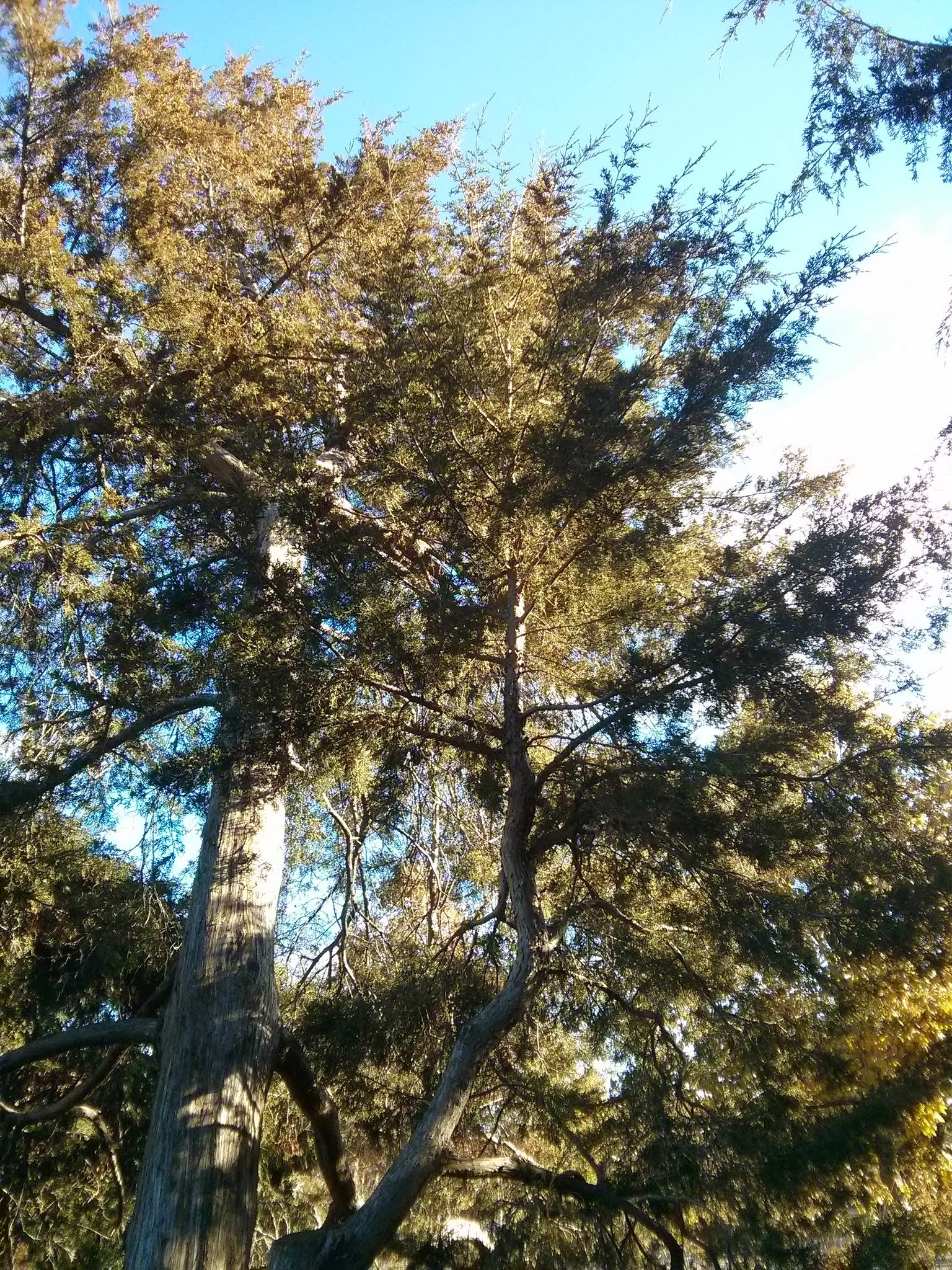eastern red cedar form.