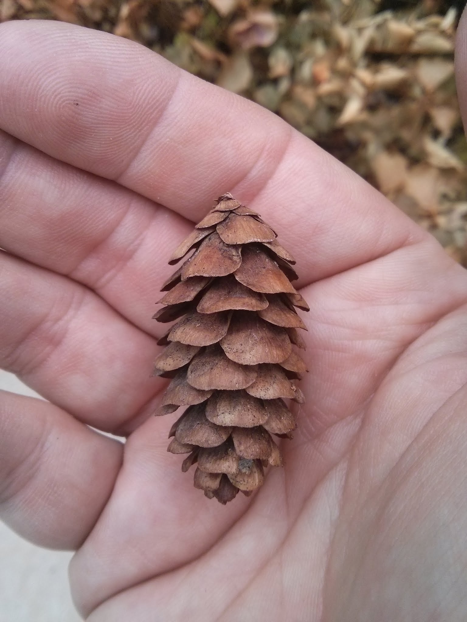 white spruce cone