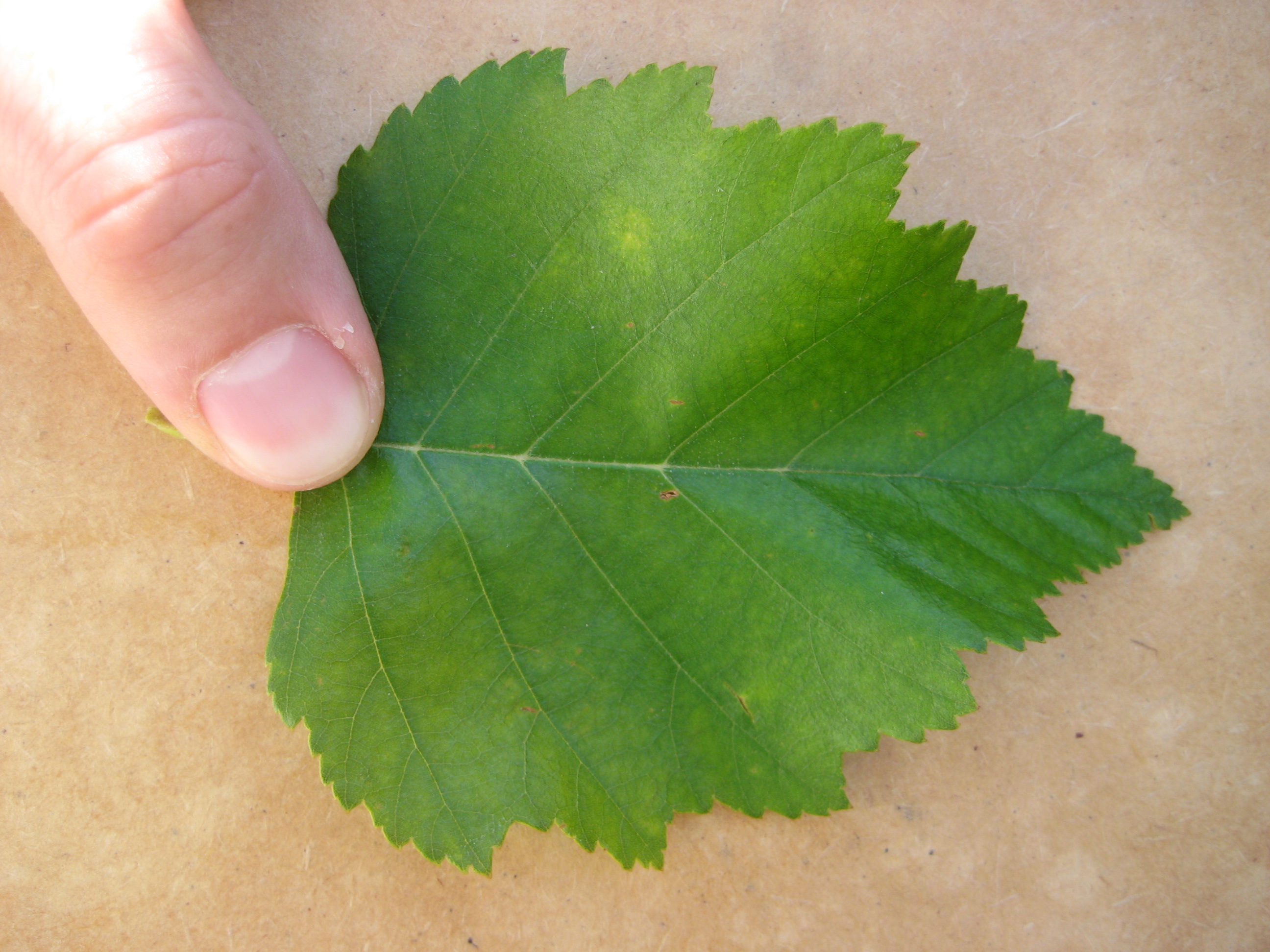 river_birch_leaf