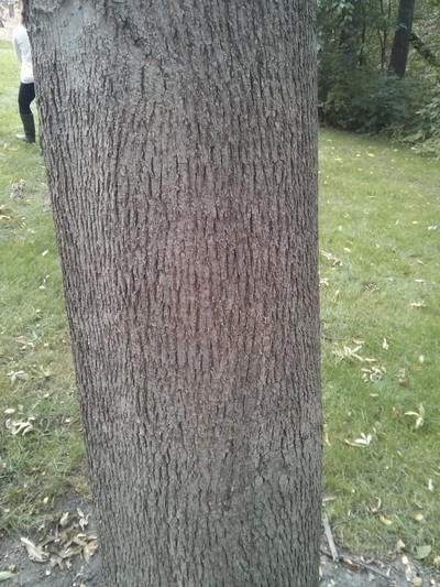 bitternut hickory bark