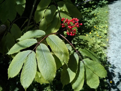 elderberryfoliage