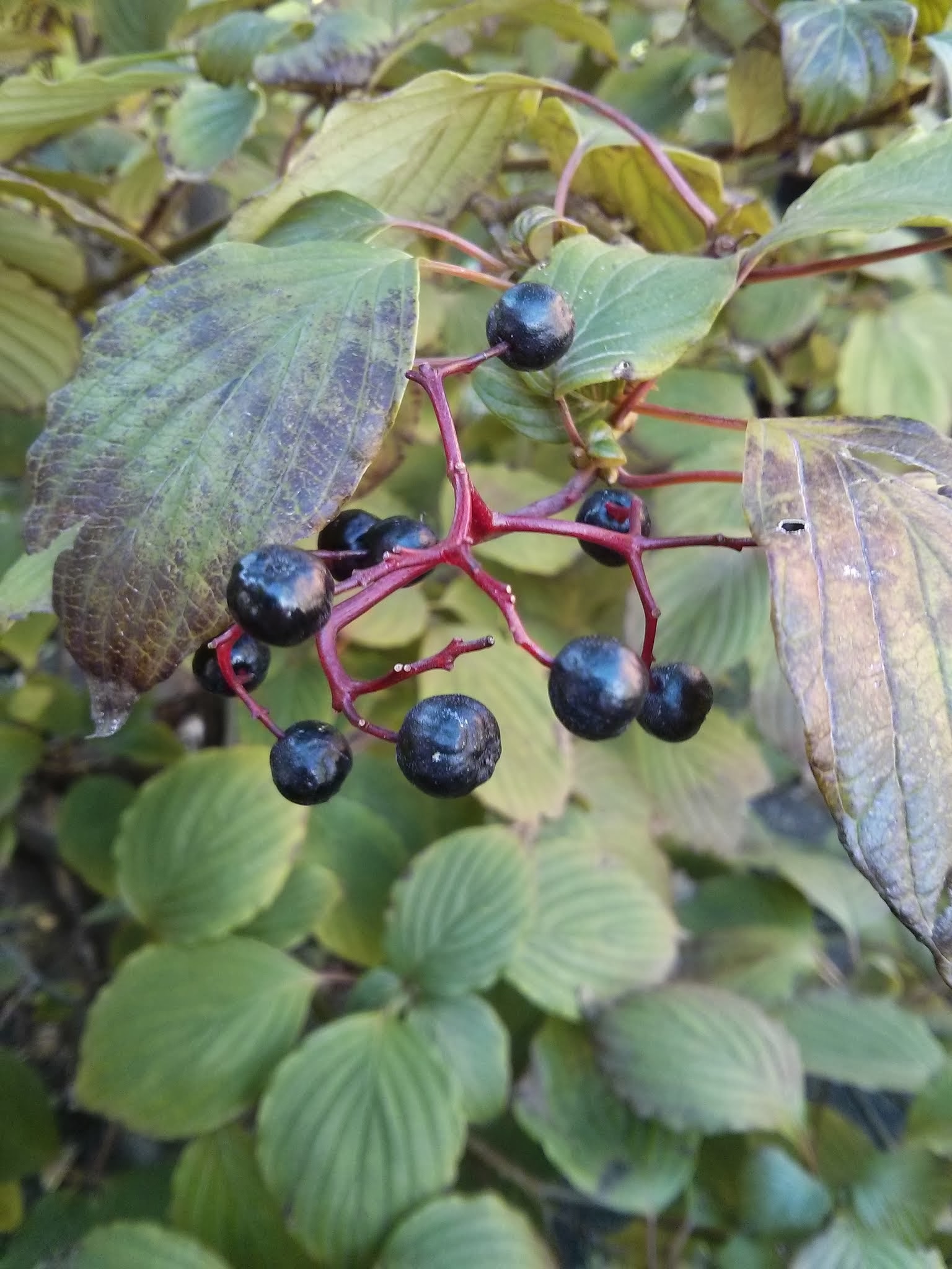 alternate-leaf dogwood fruit
