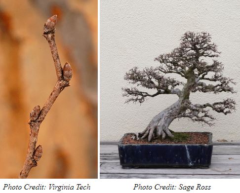 Chinese Elm Buds and Bonsai