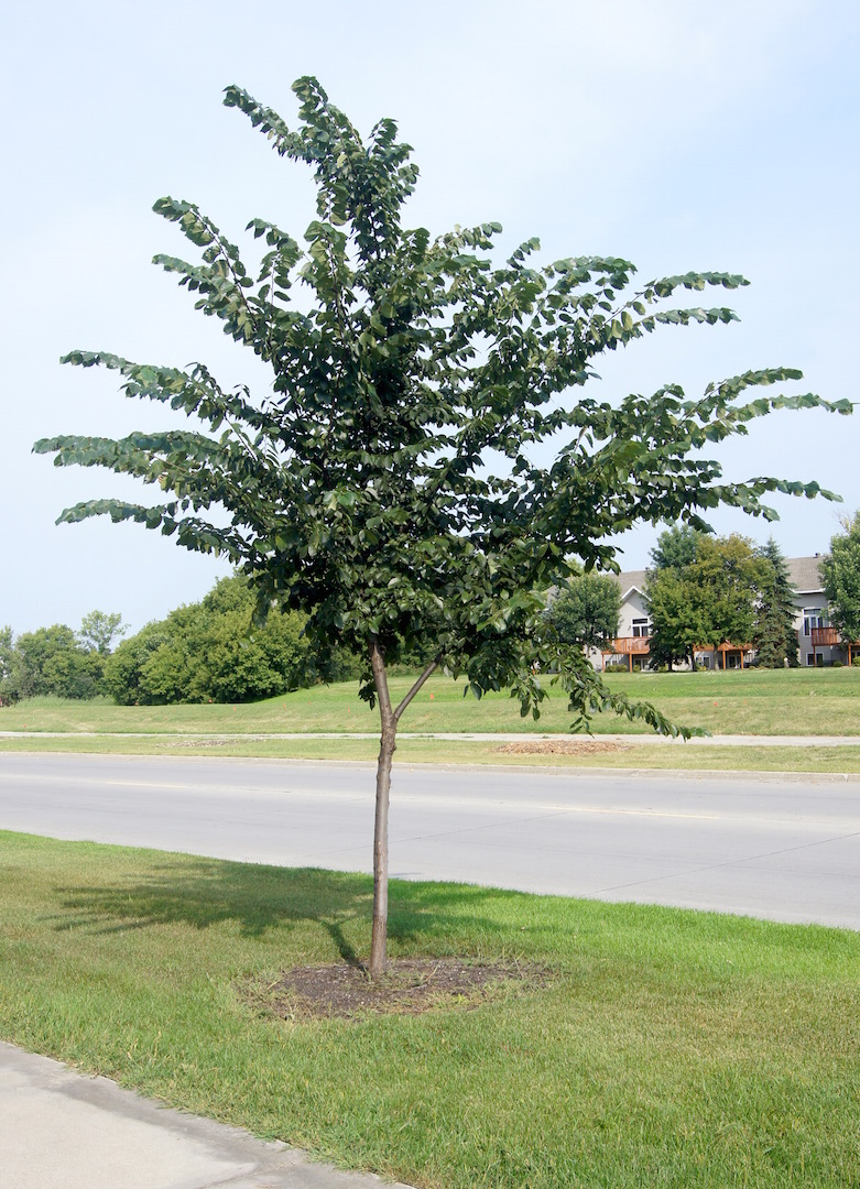 Young prairie expedition american elm