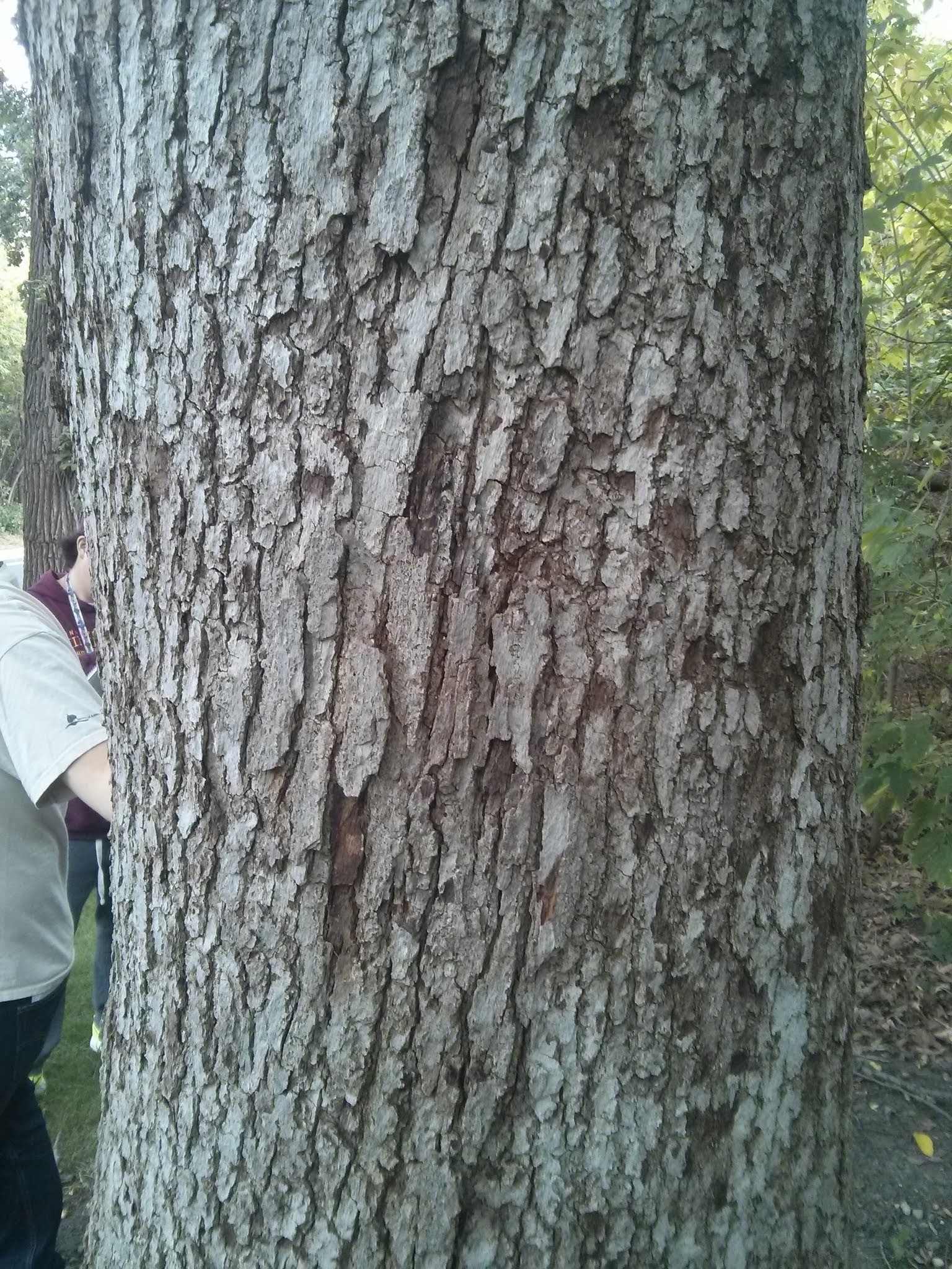 white oak bark_1