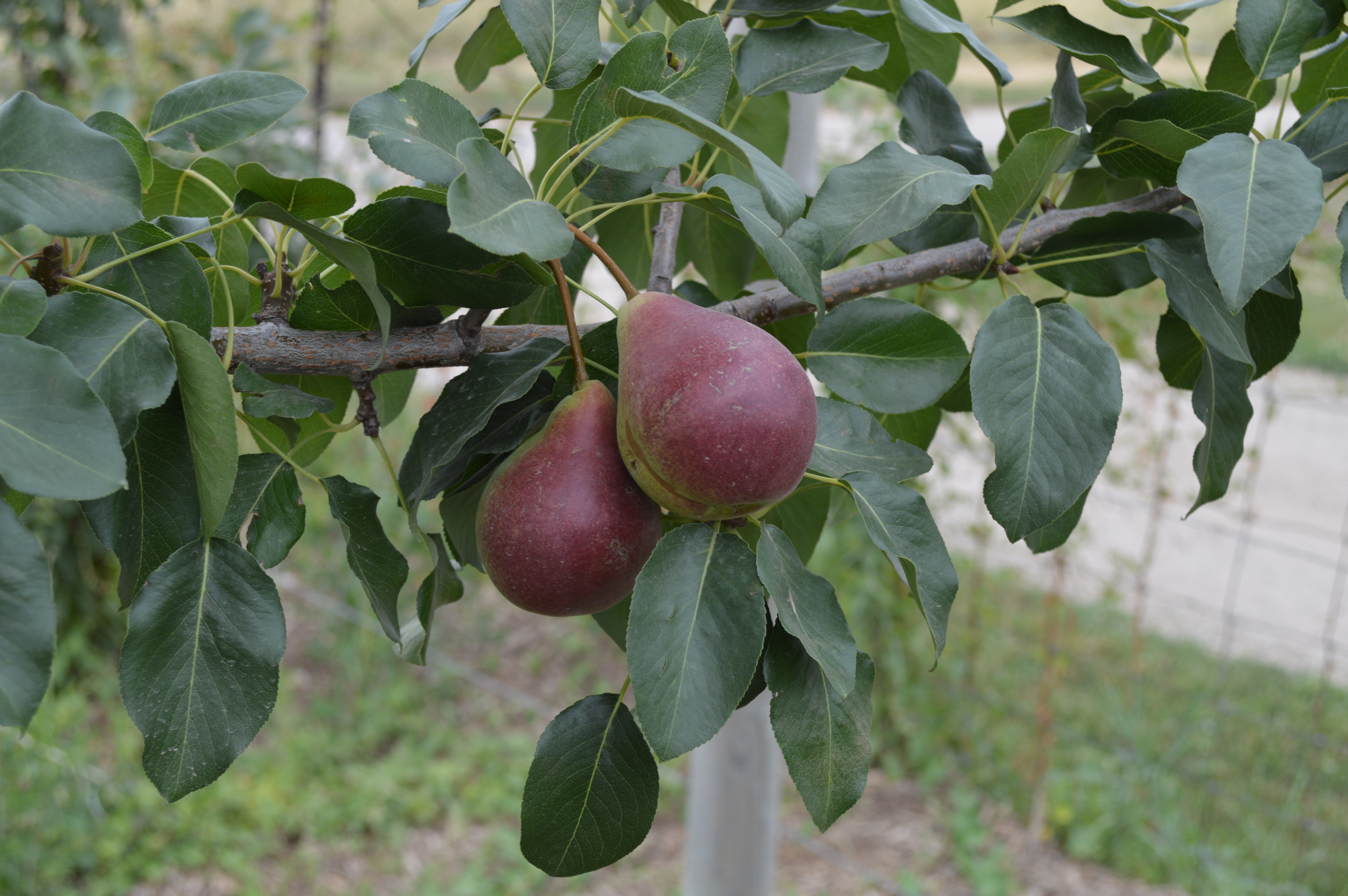summercrisp pear fruit_1