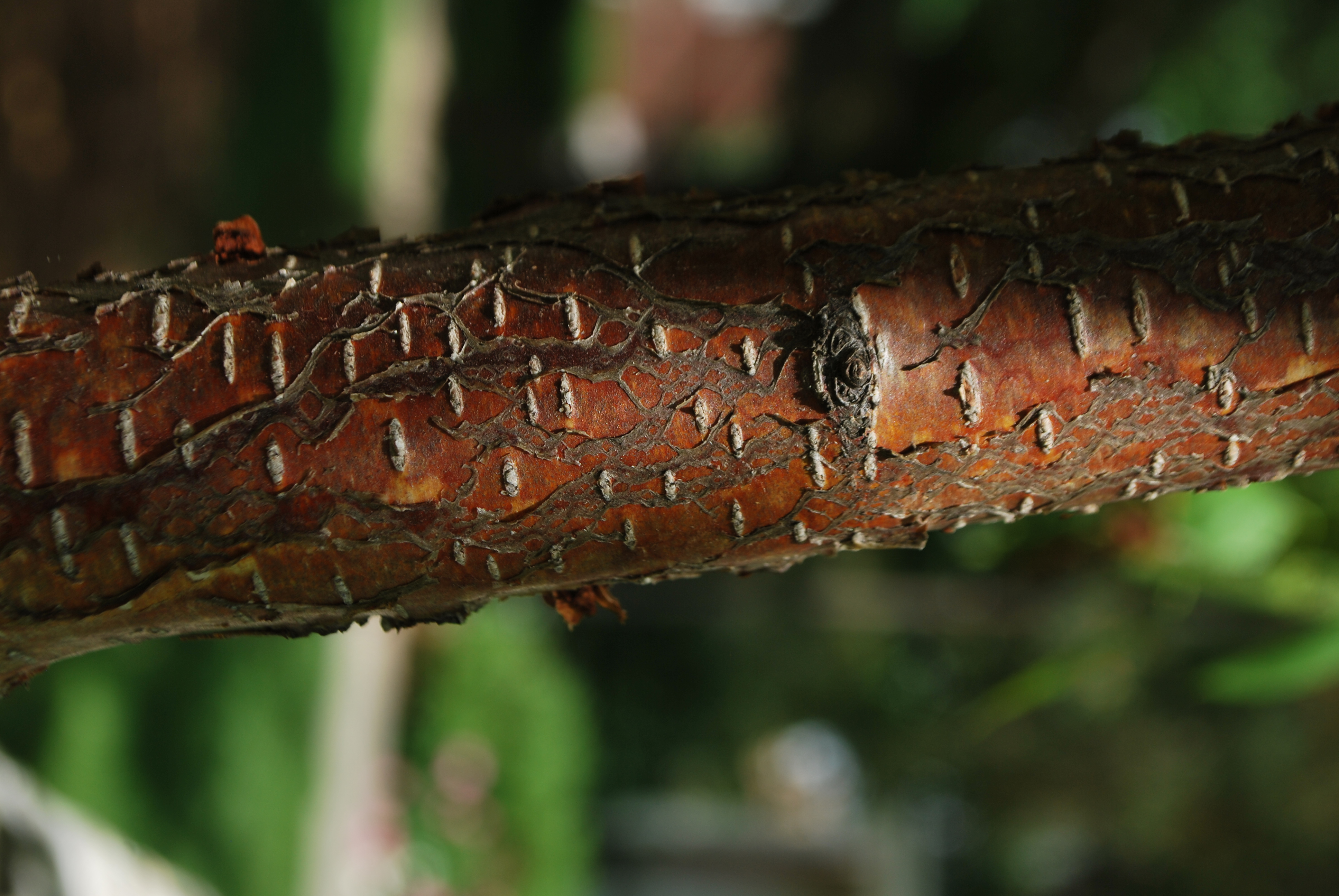 paper birch young bark