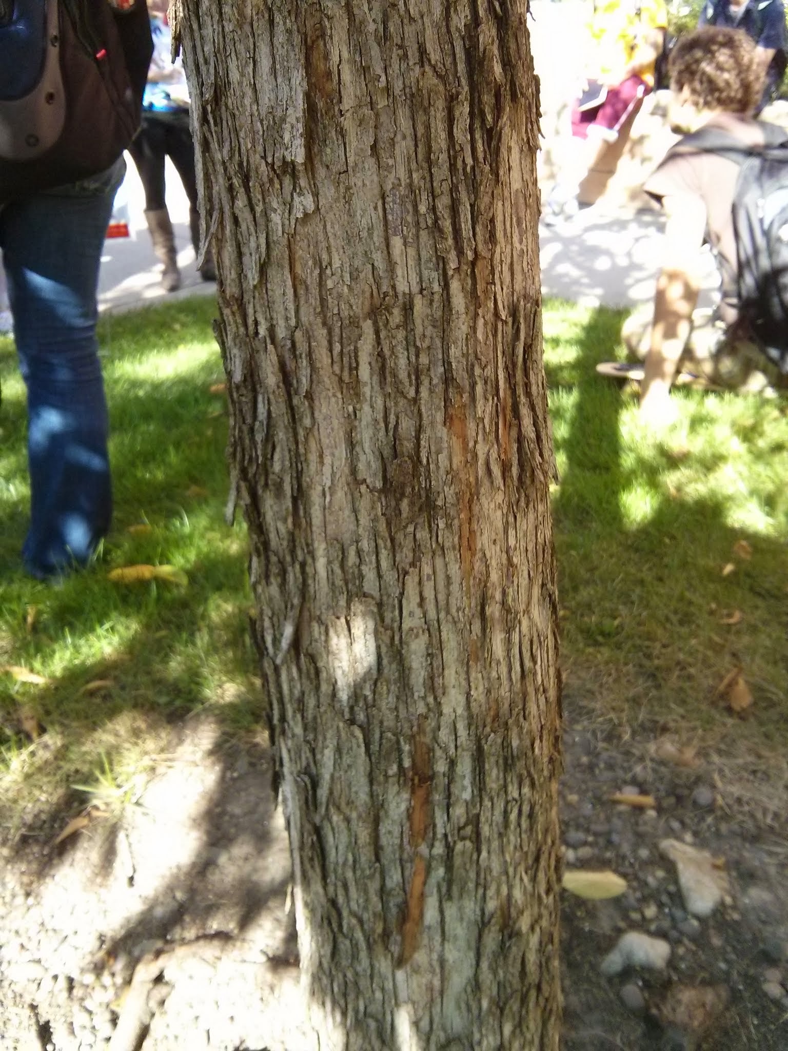 Ironwood bark