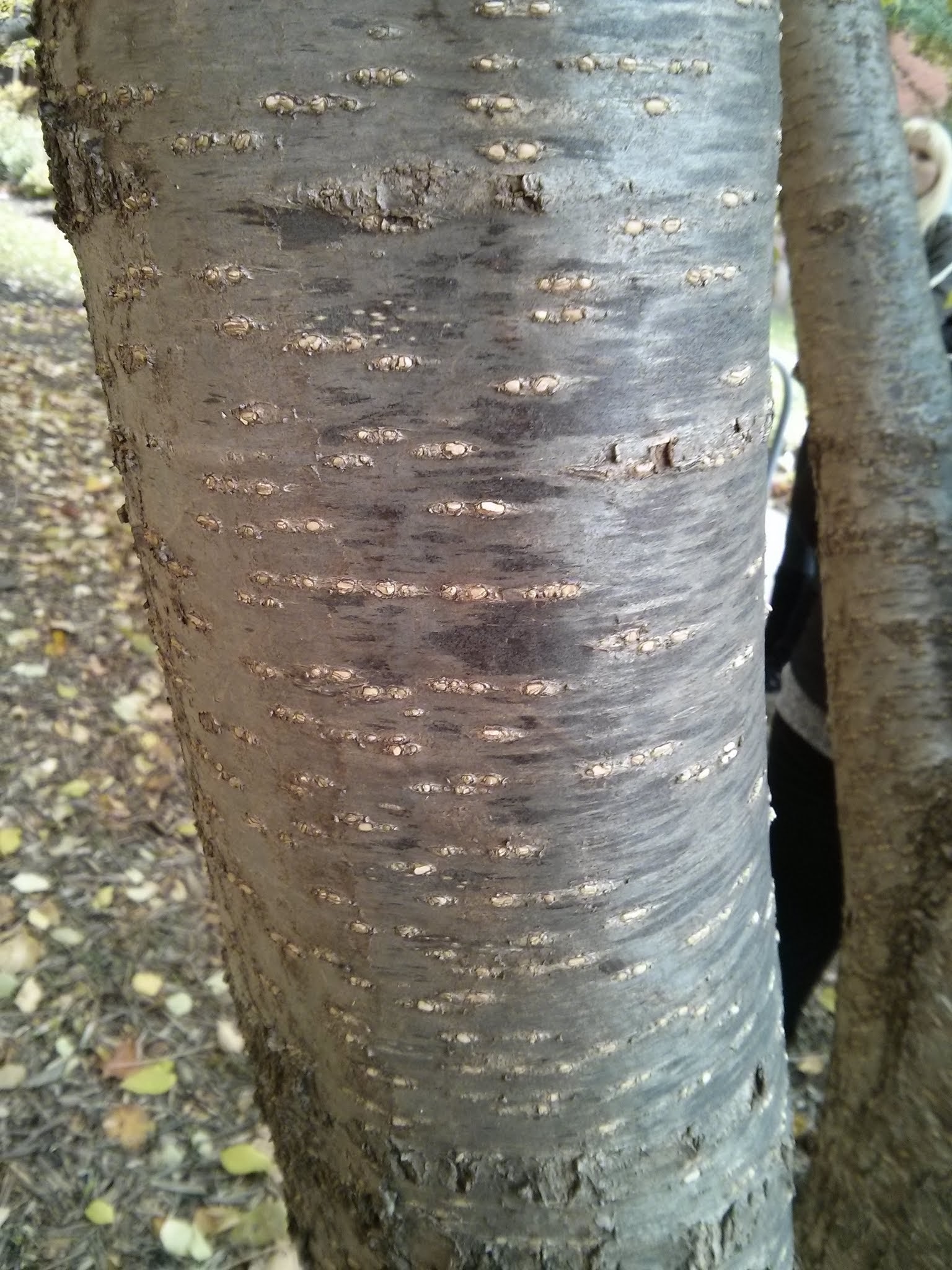 Japanese tree lilac bark