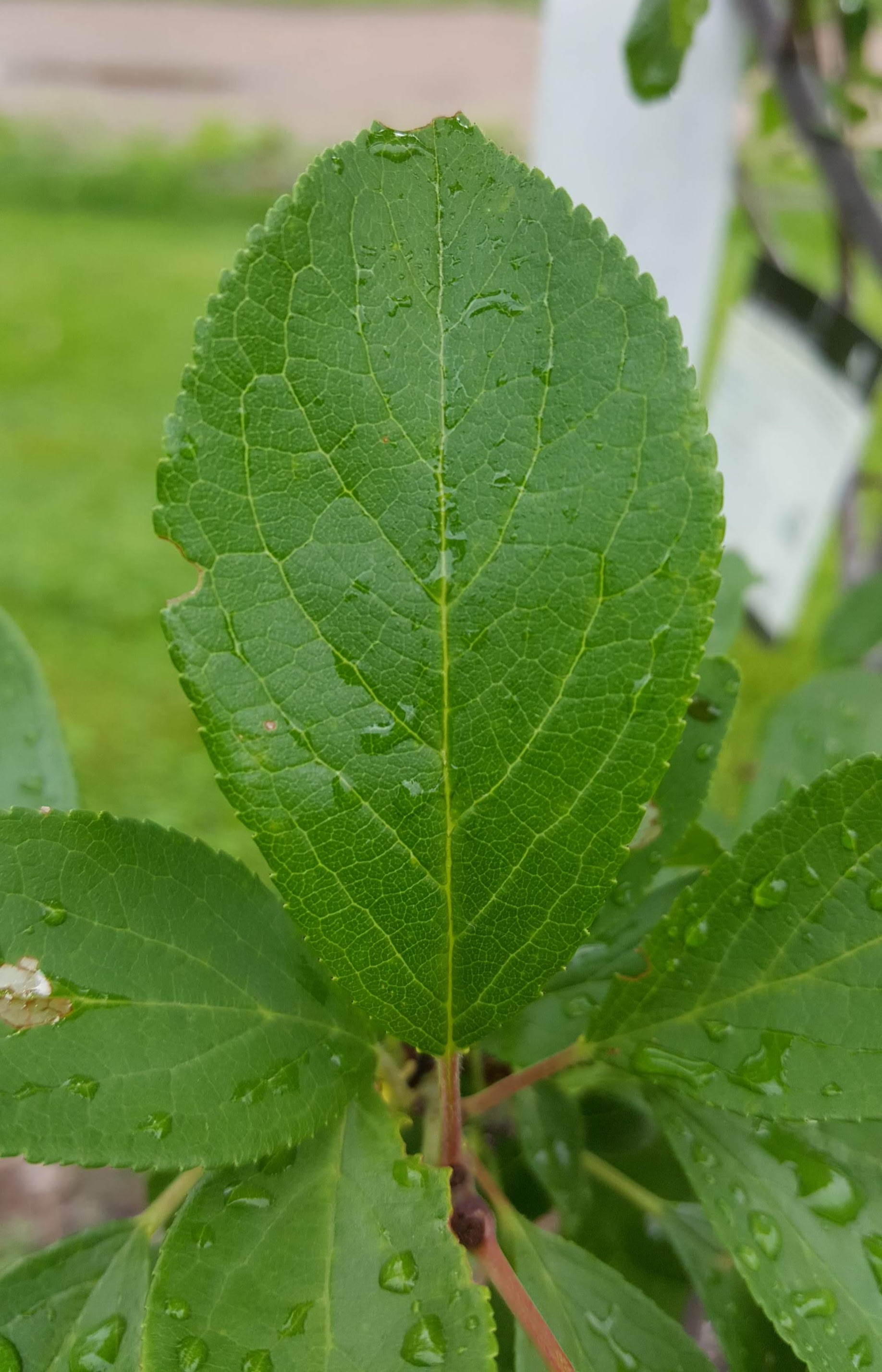 Mount Royal Plum leaf