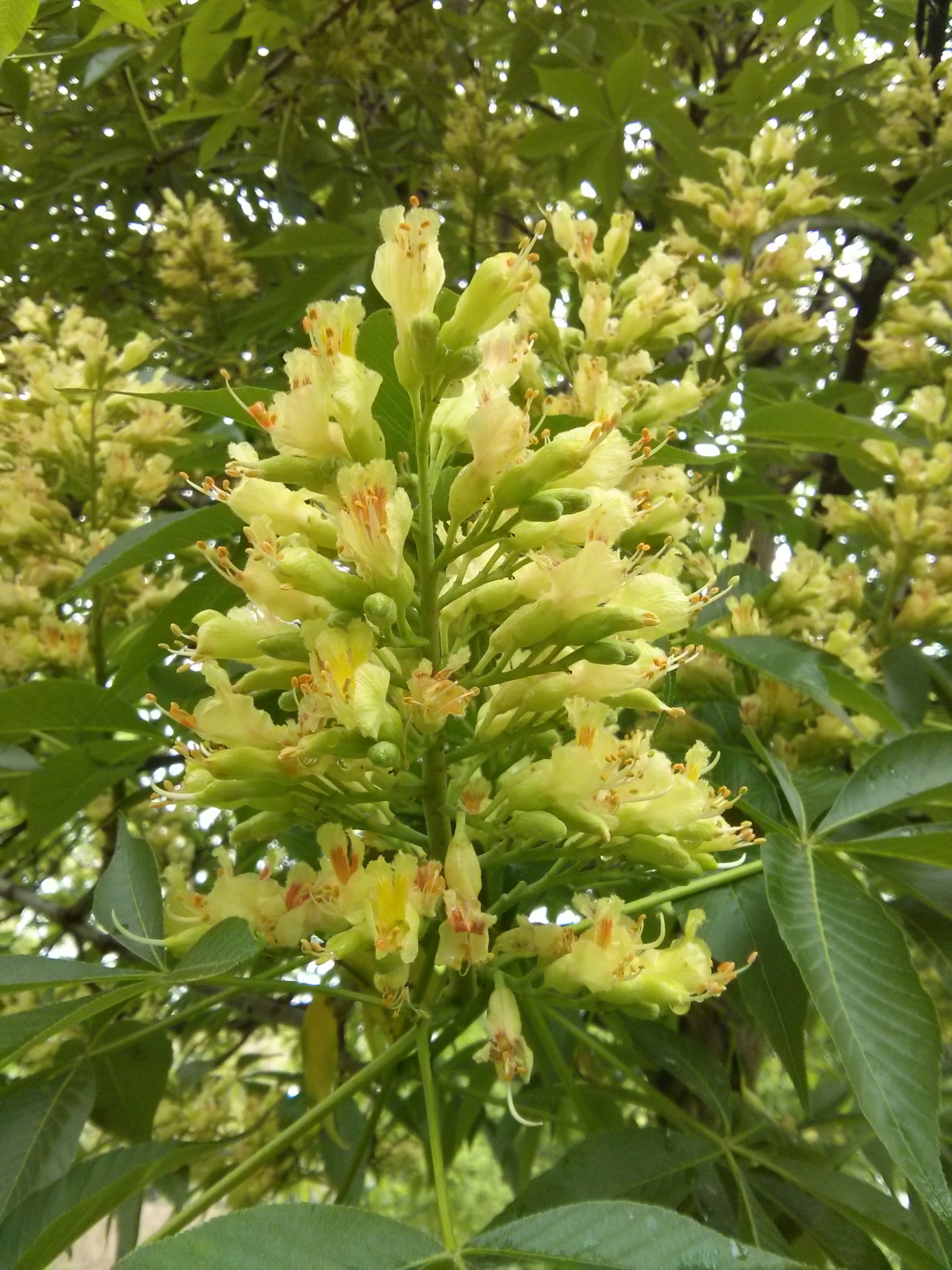 Ohio buckeye flower