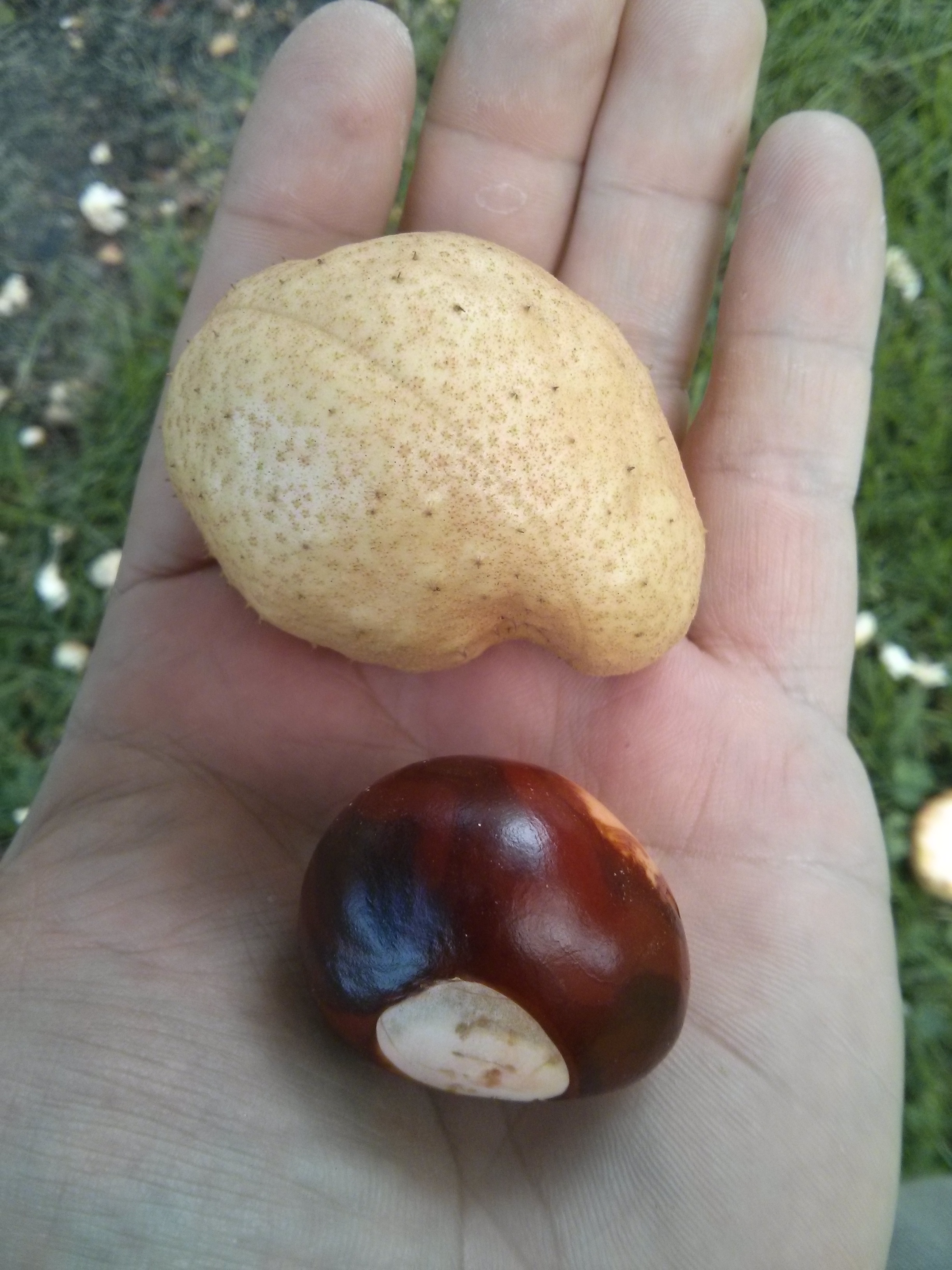Ohio buckeye fruit