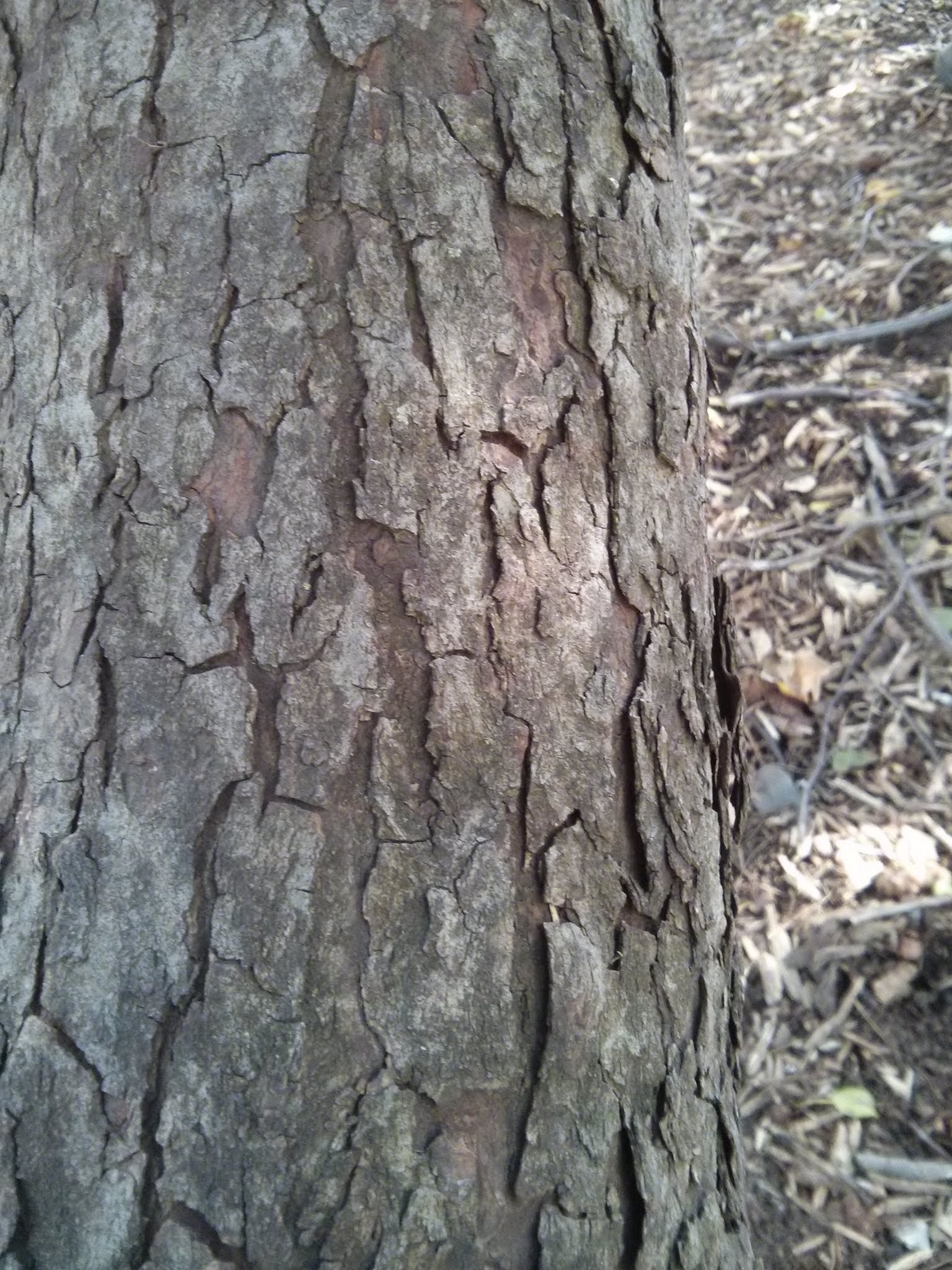 Redbud bark