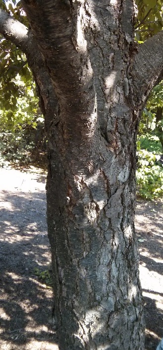 sweet birch bark