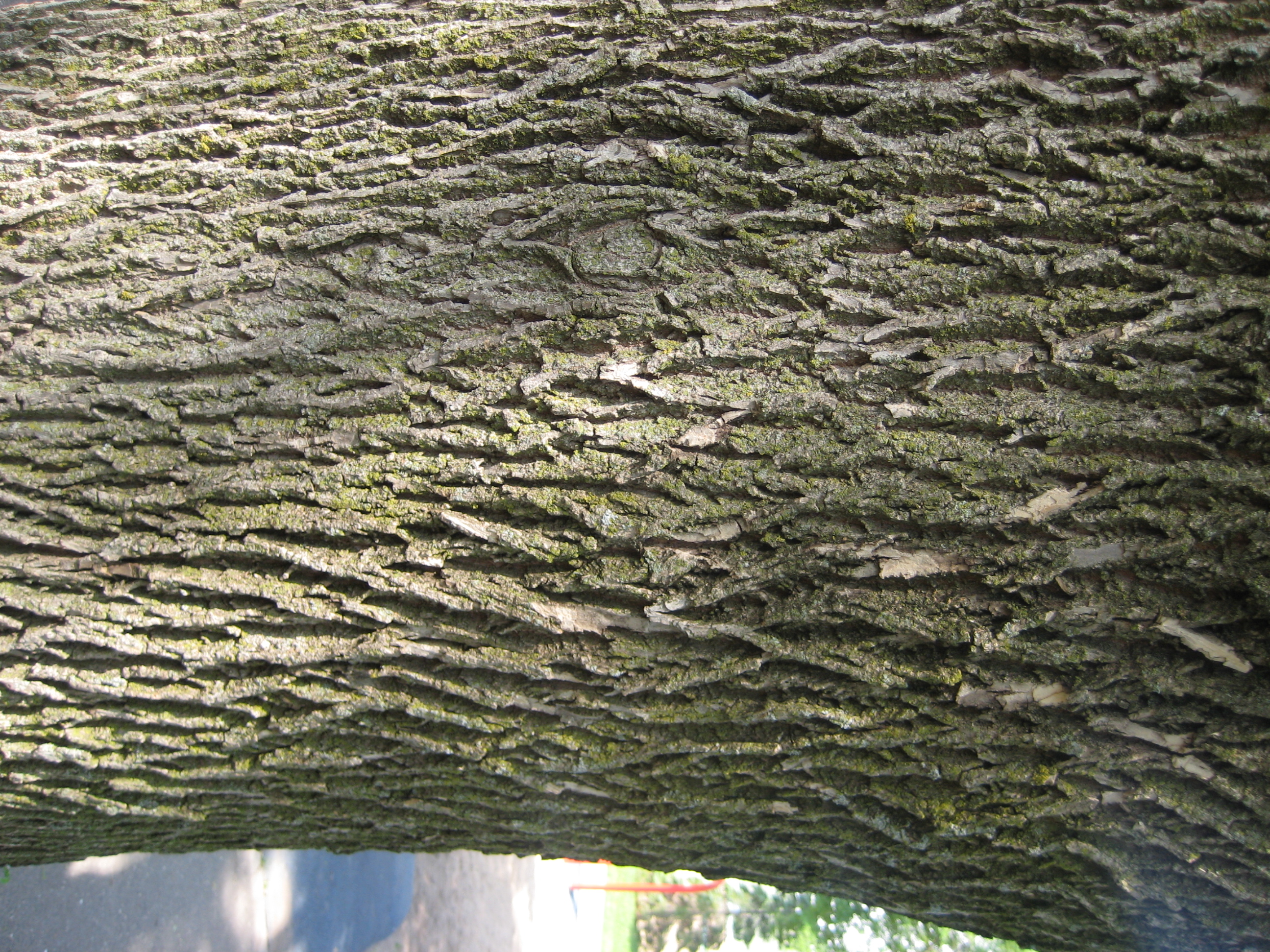 green ash bark
