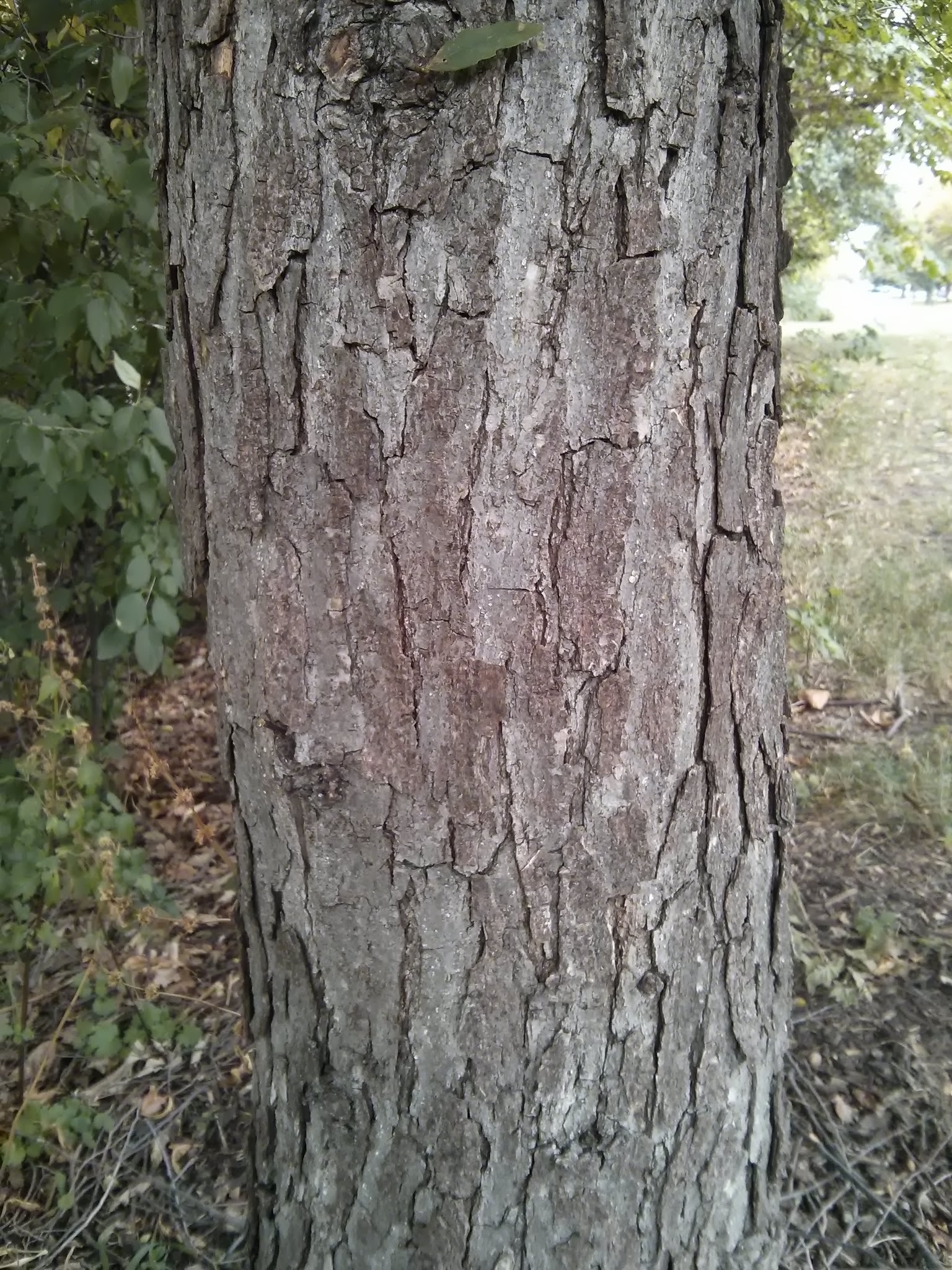 bicolor oak bark