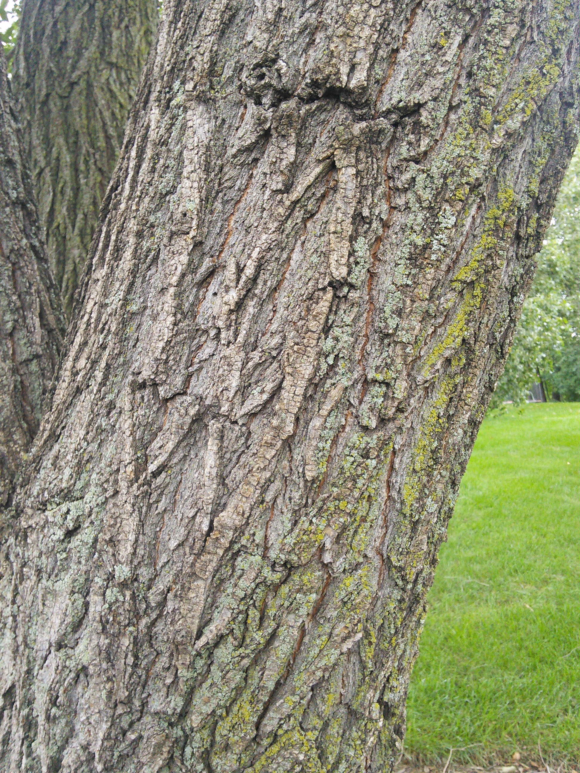 Siberian elm bark