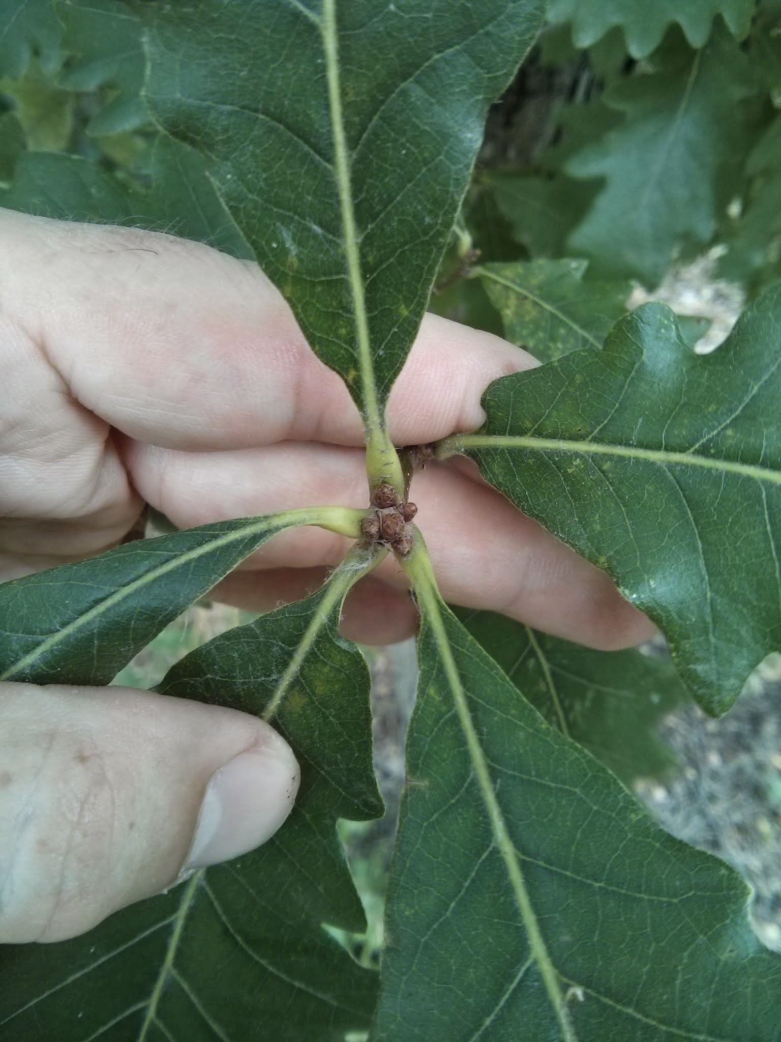 bicolor oak bud