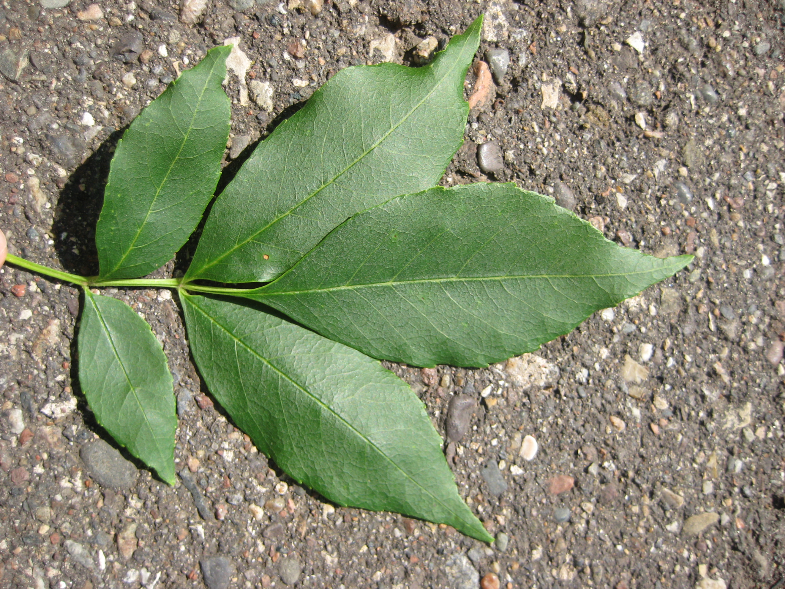 green ash foliage