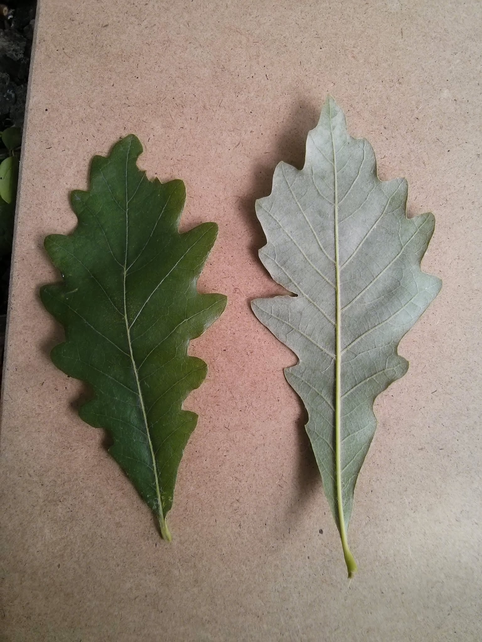 bicolor oak foliage