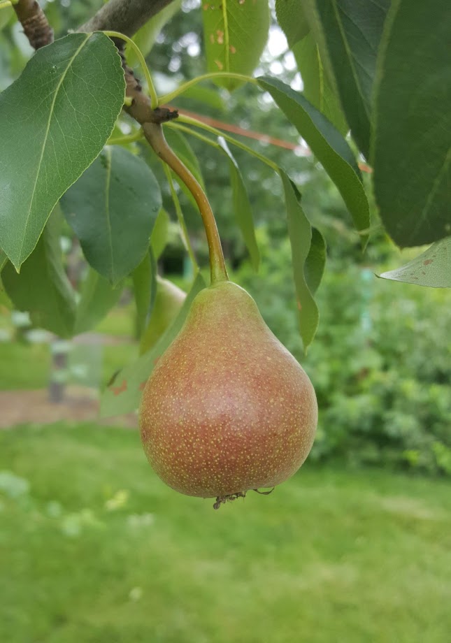 Parker pear fruit