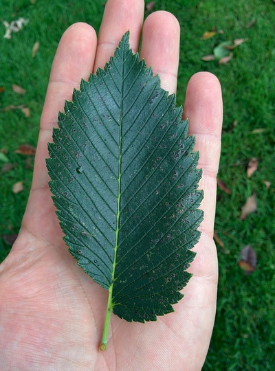 leaf_1.jpg