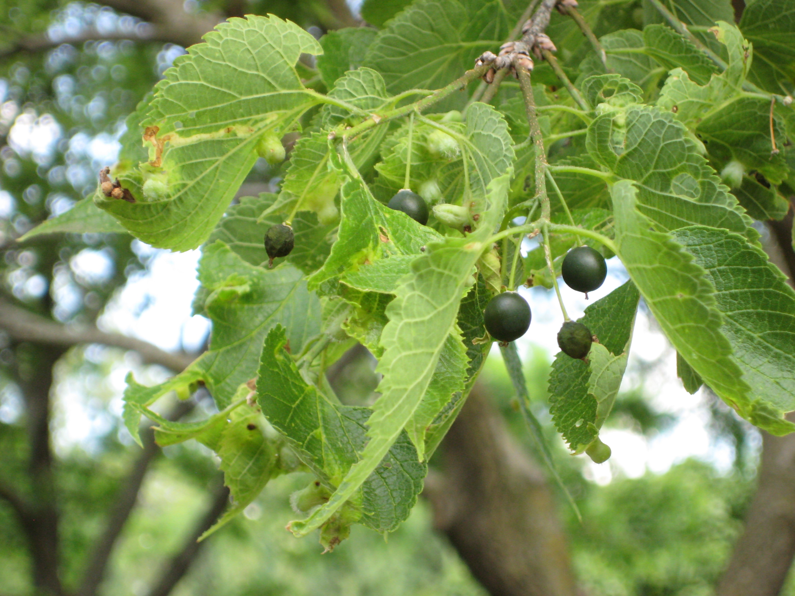 hackberry leaves+fruit