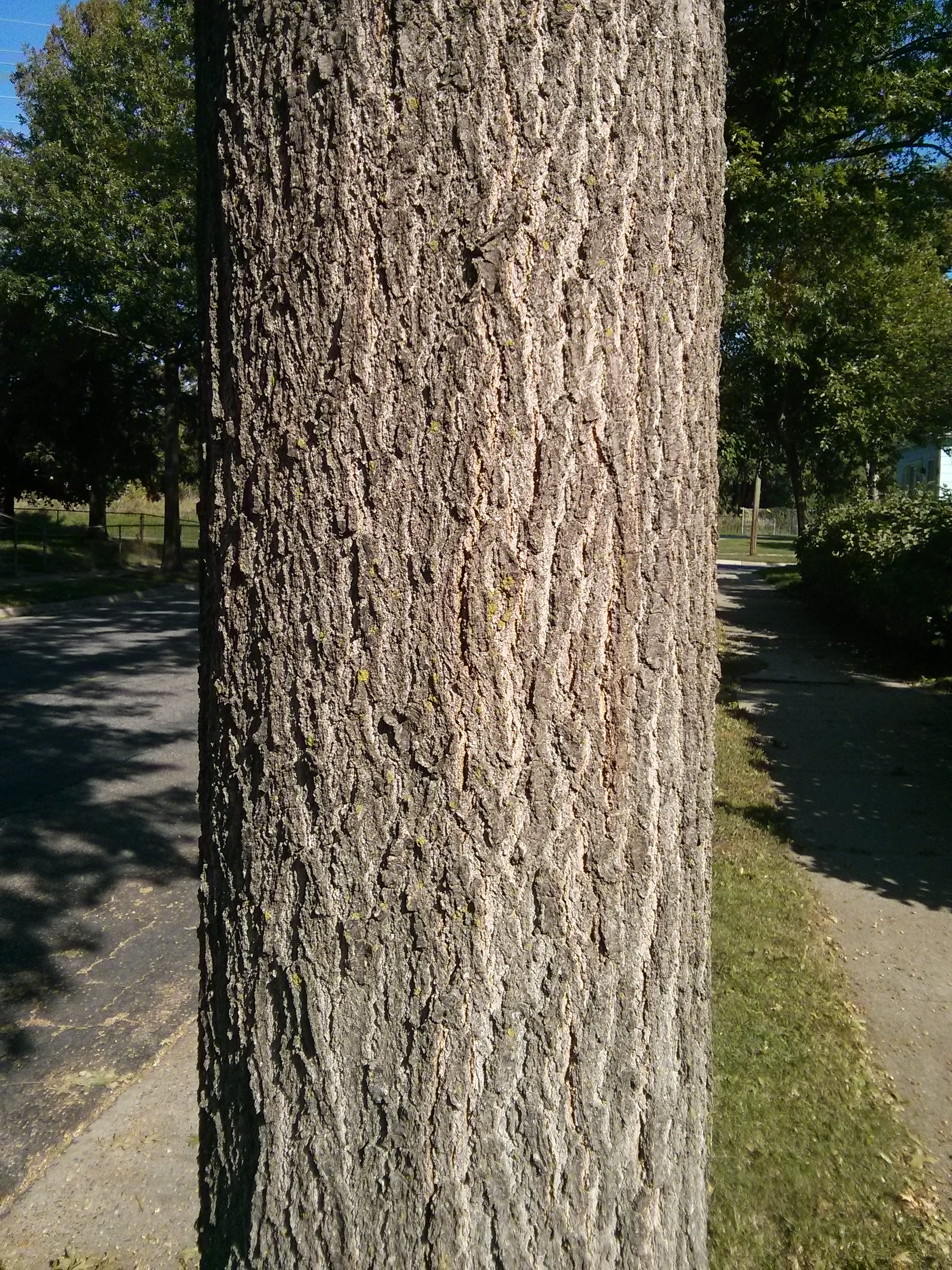 northern pin oak bark