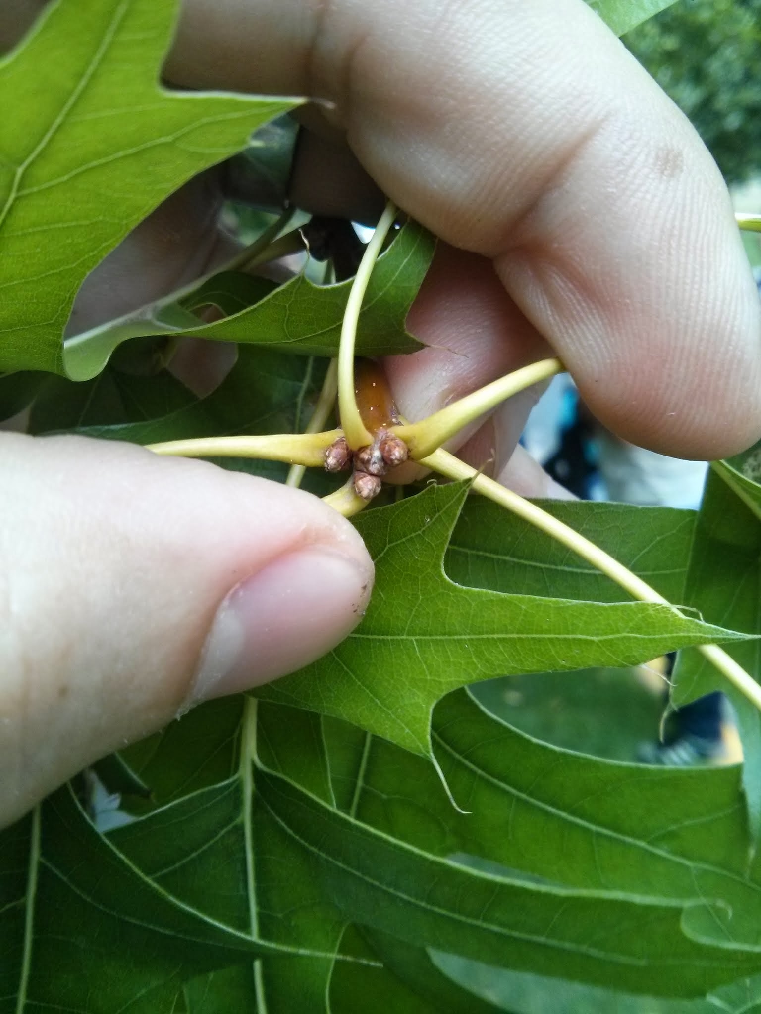northern pin oak bud