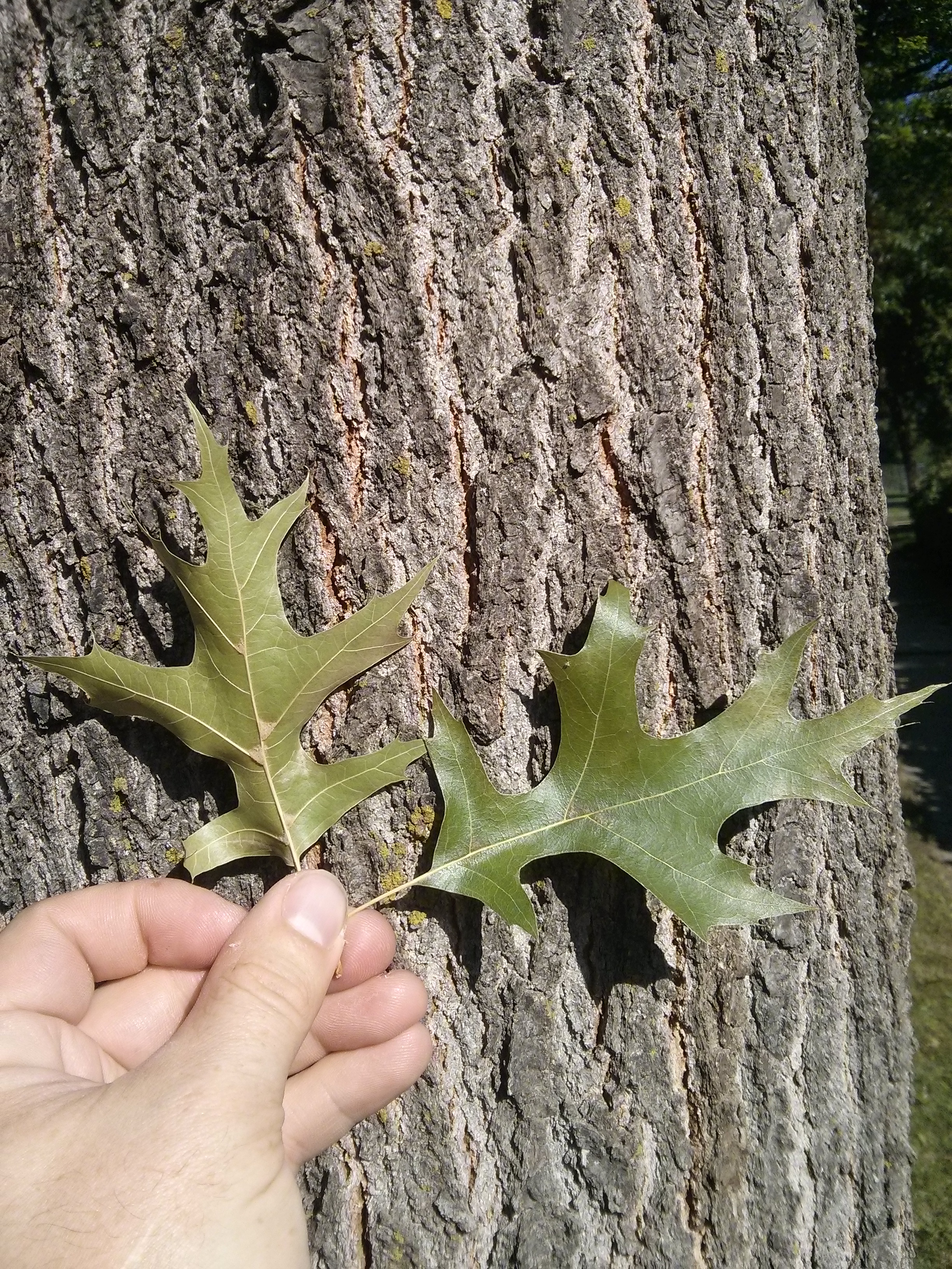 northern pin oak foliage