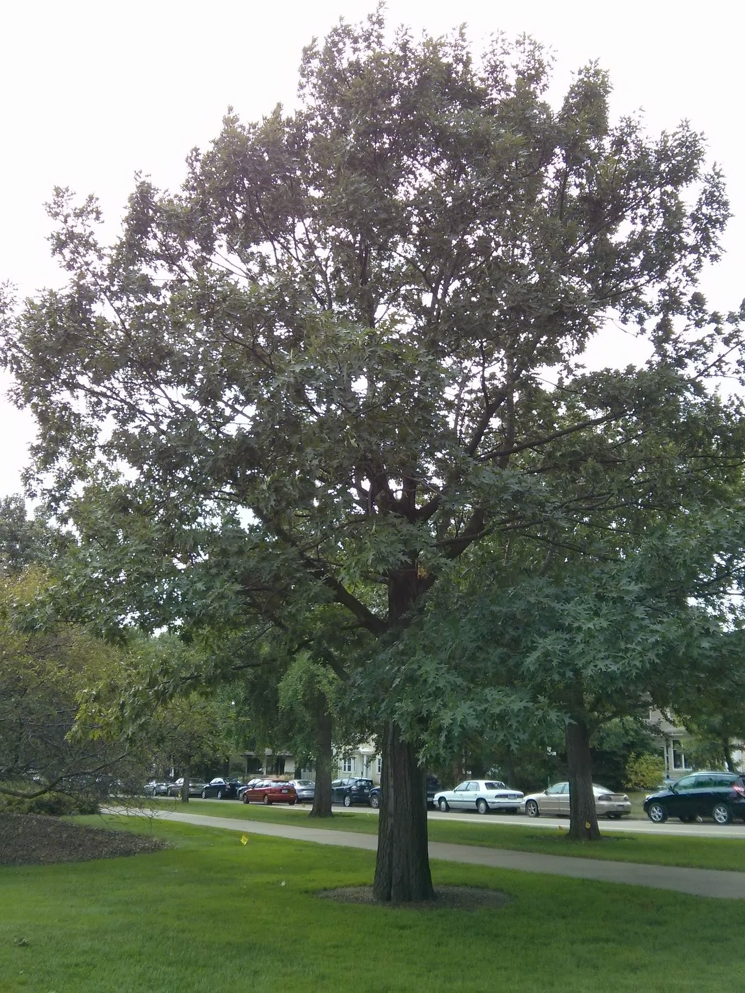 northern red oak form