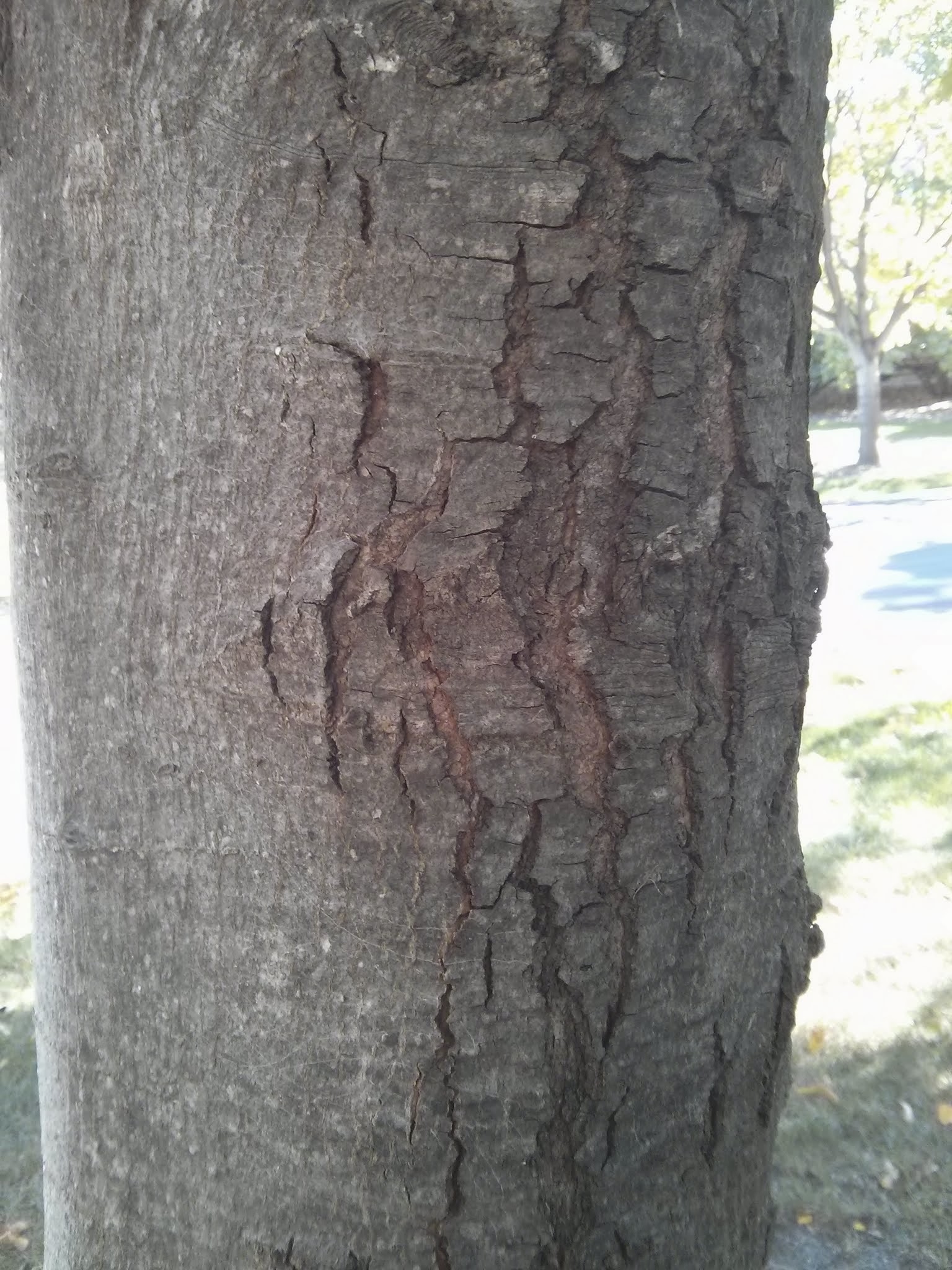 red maple bark