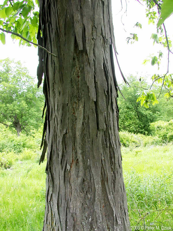 shagbark hickory bark
