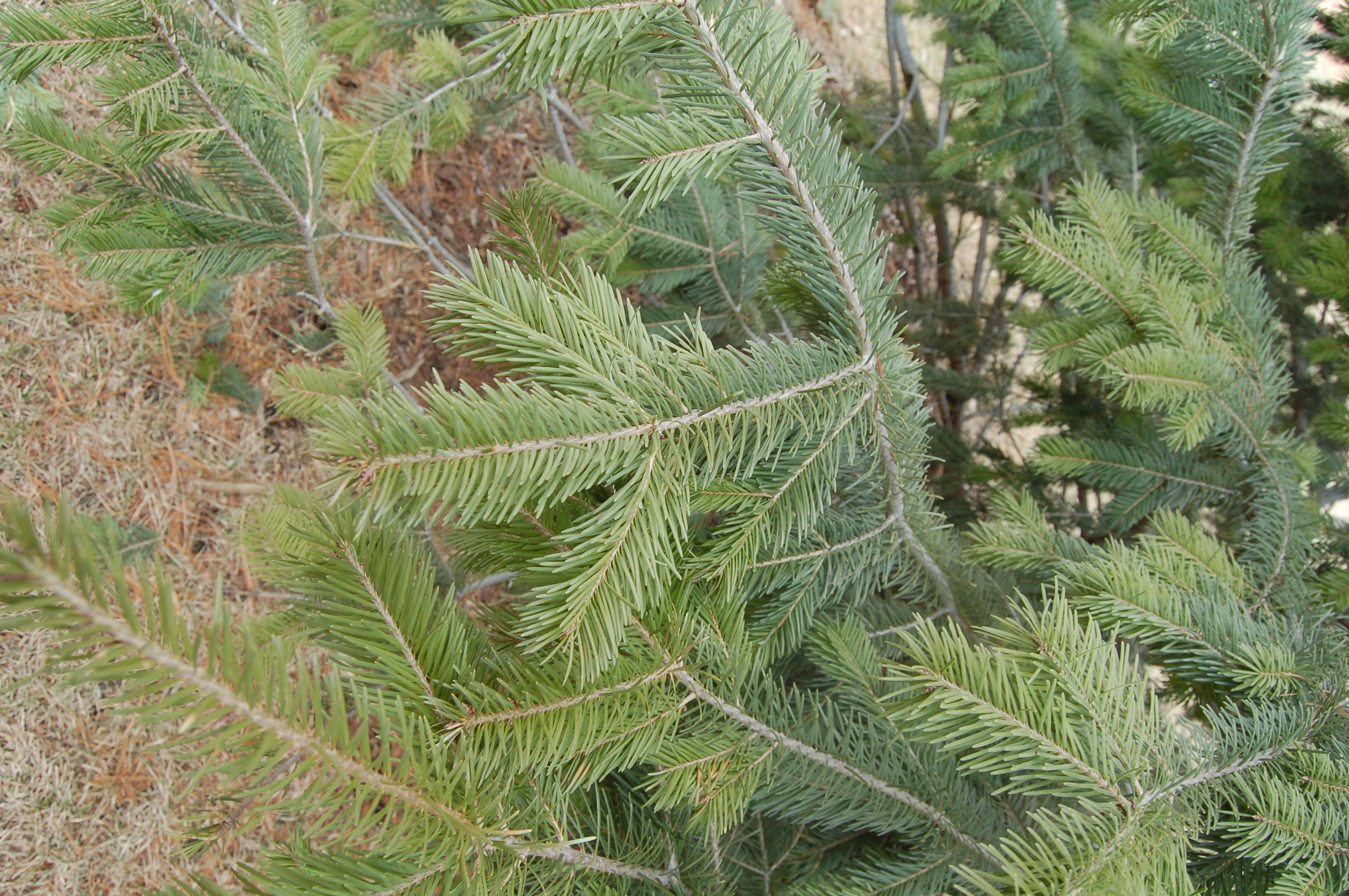 Douglas fir foliage