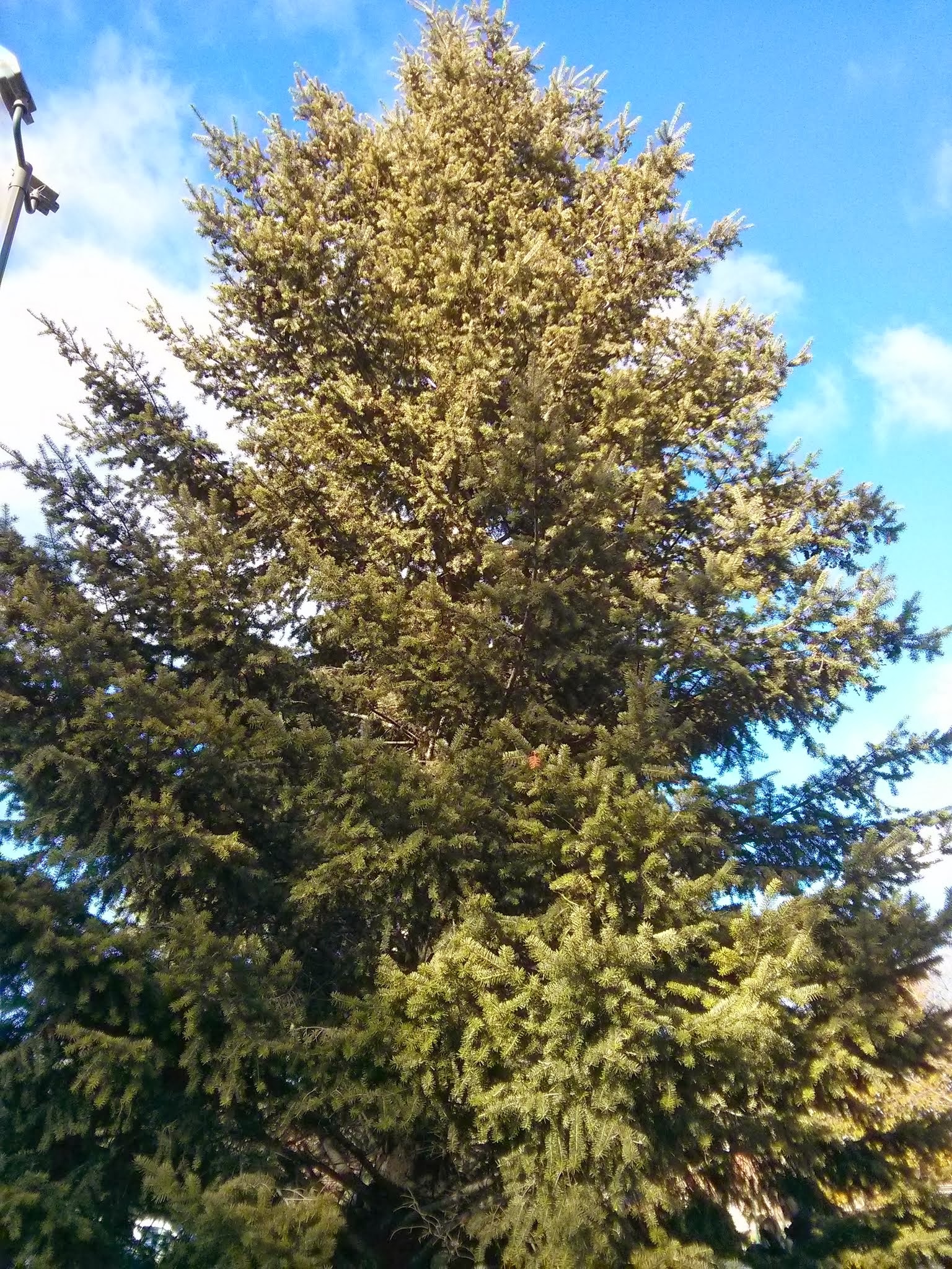 Douglas fir form
