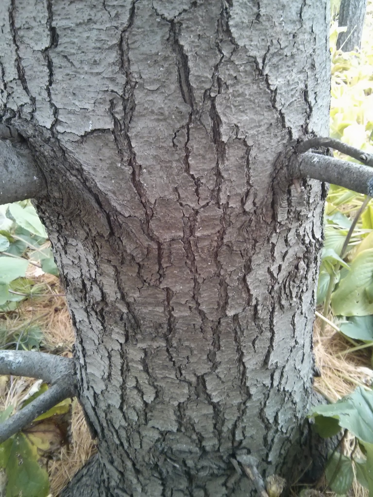 E. white pine bark