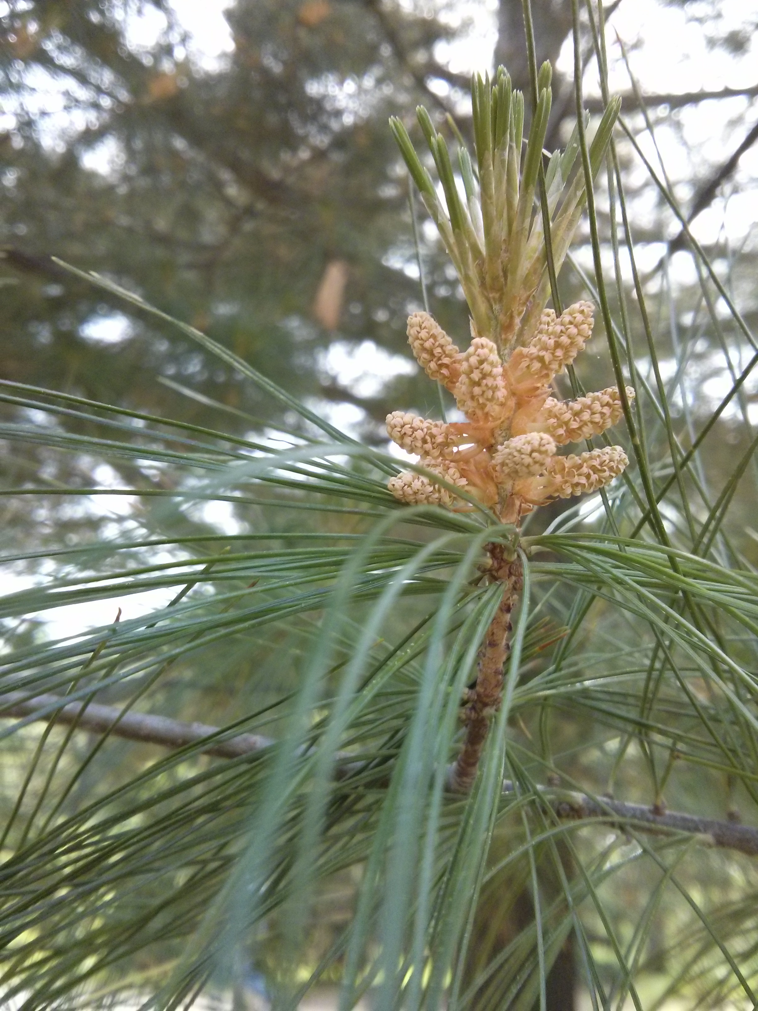E. white pine foliage 1