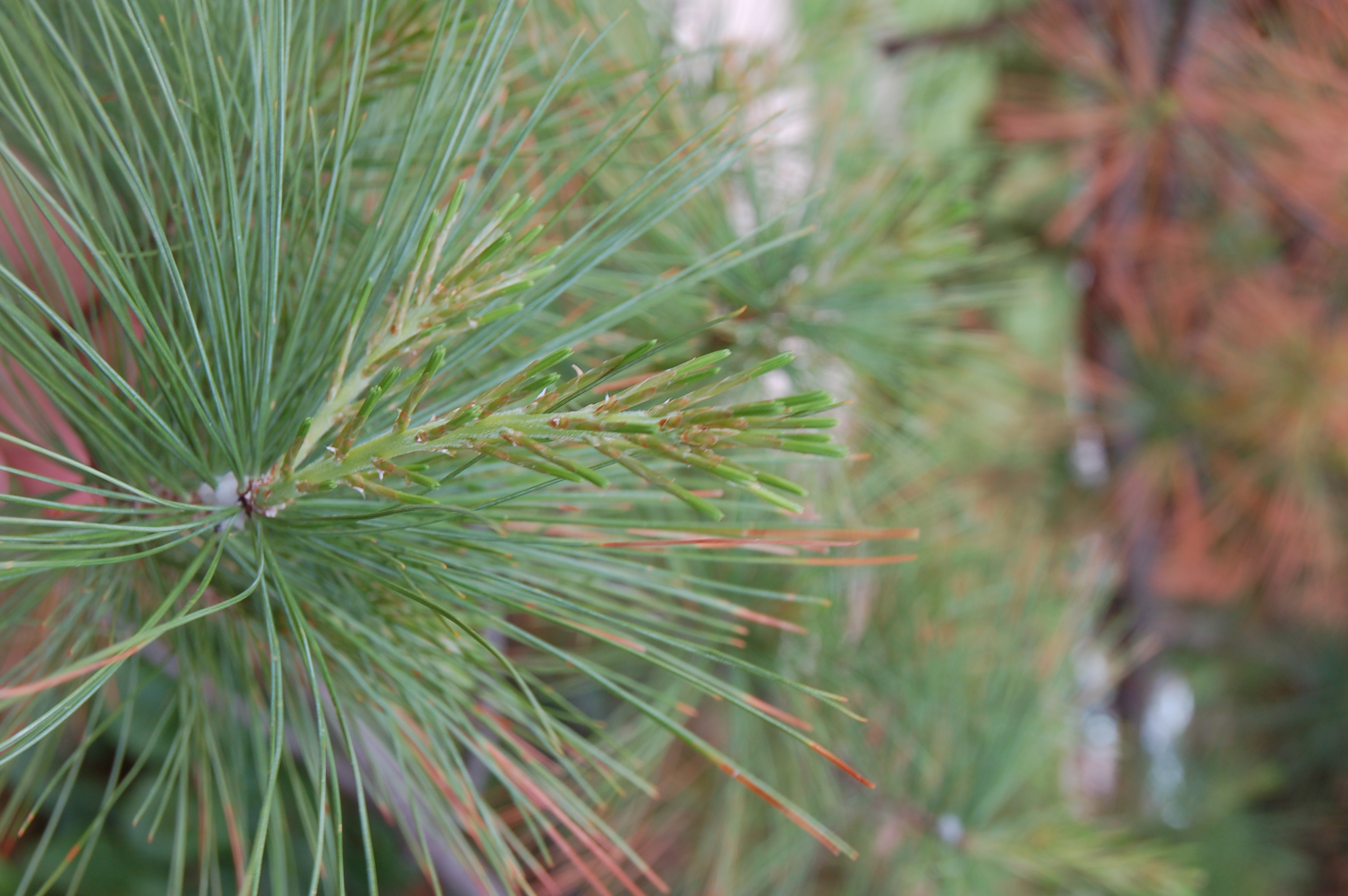 E. white pine foliage 3