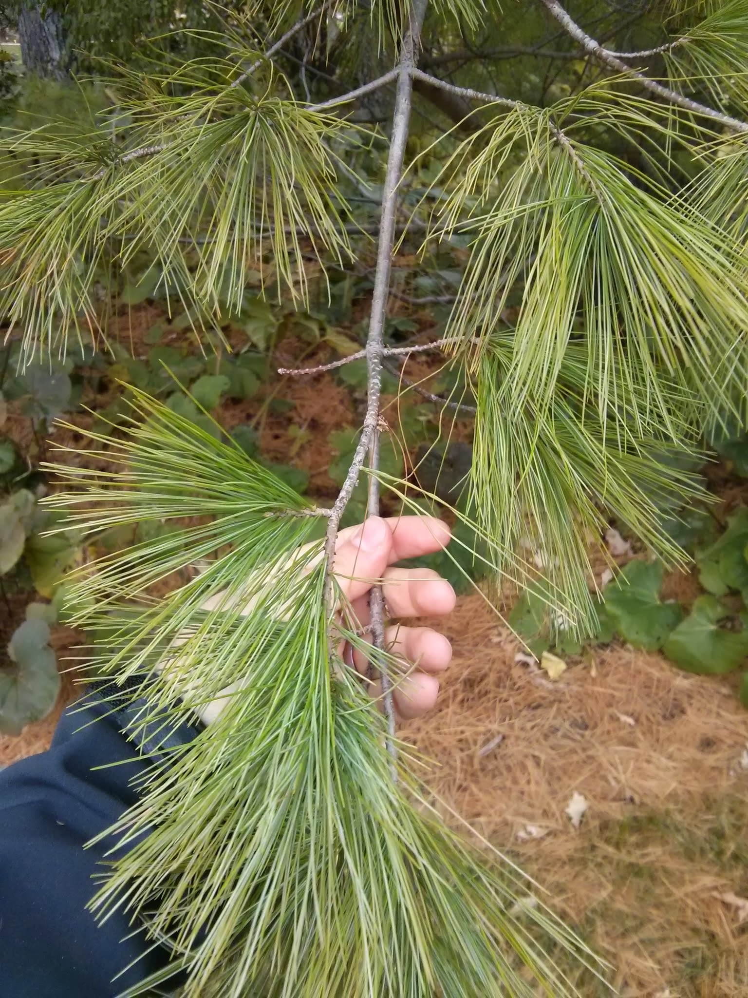 E. white pine twig