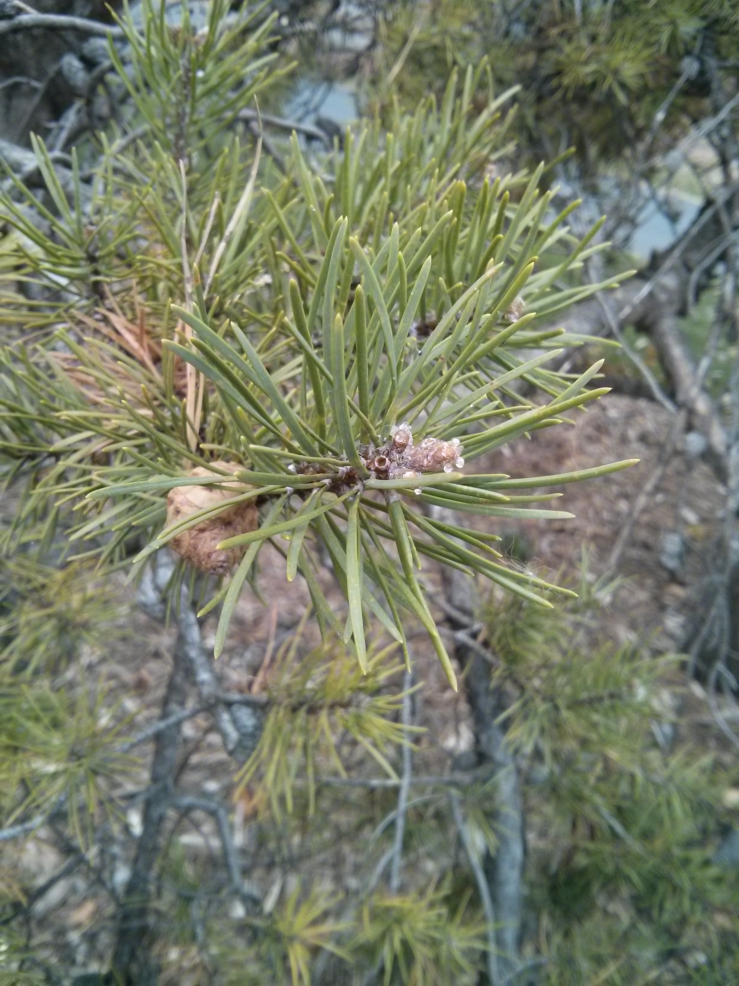 jack pine foliage