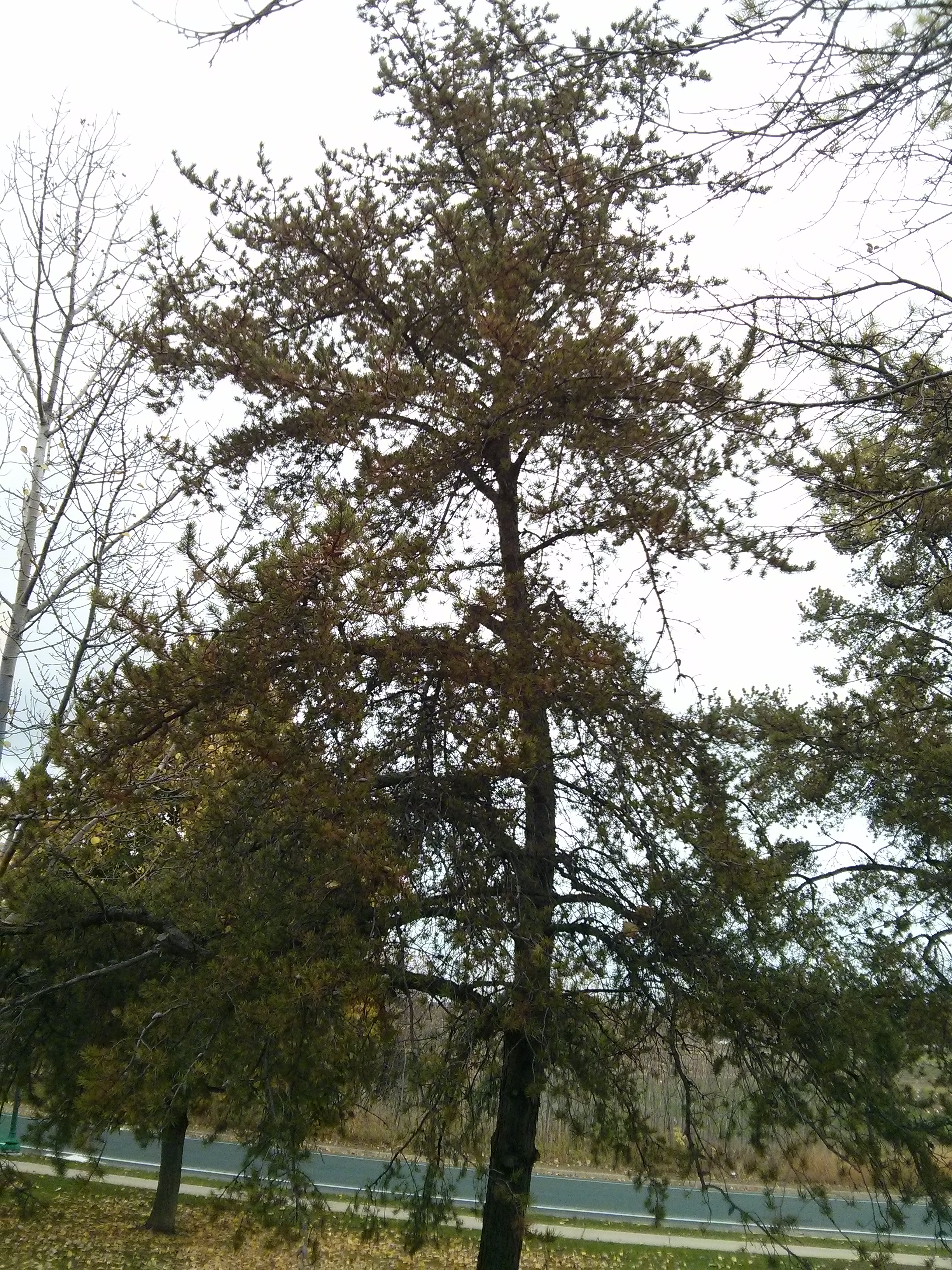 jack pine form.