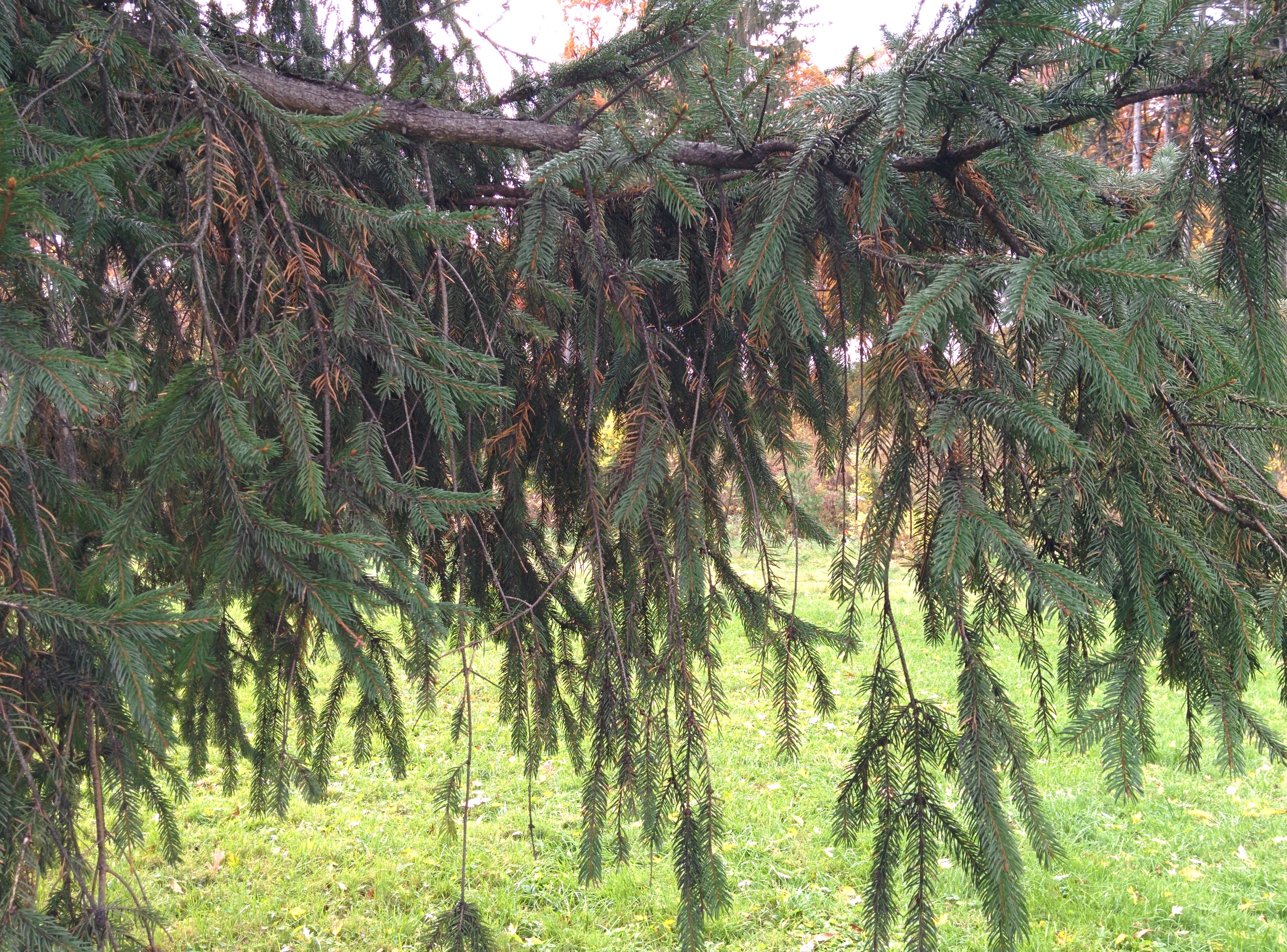 Norway spruce branch