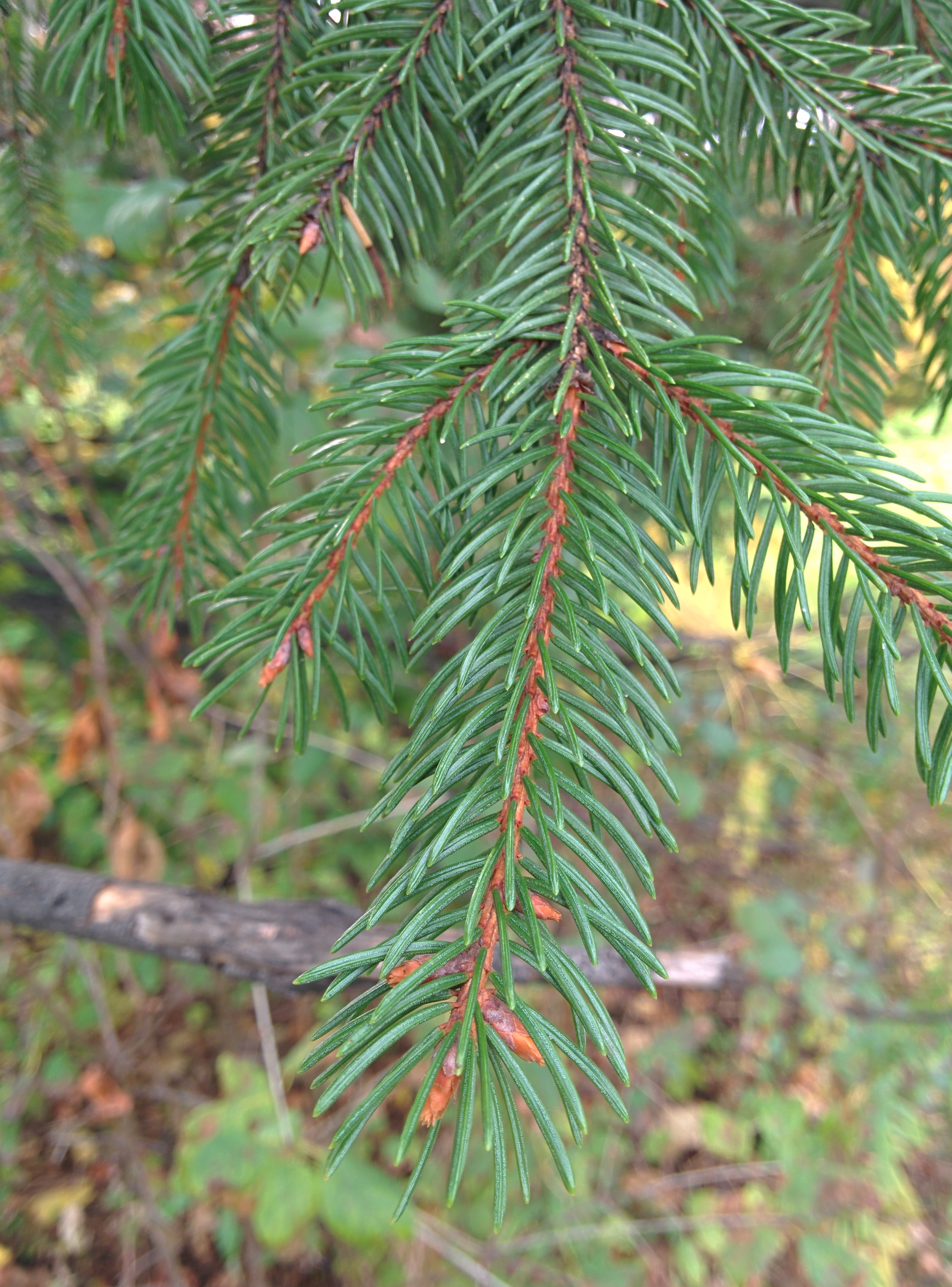 Norway spruce twig