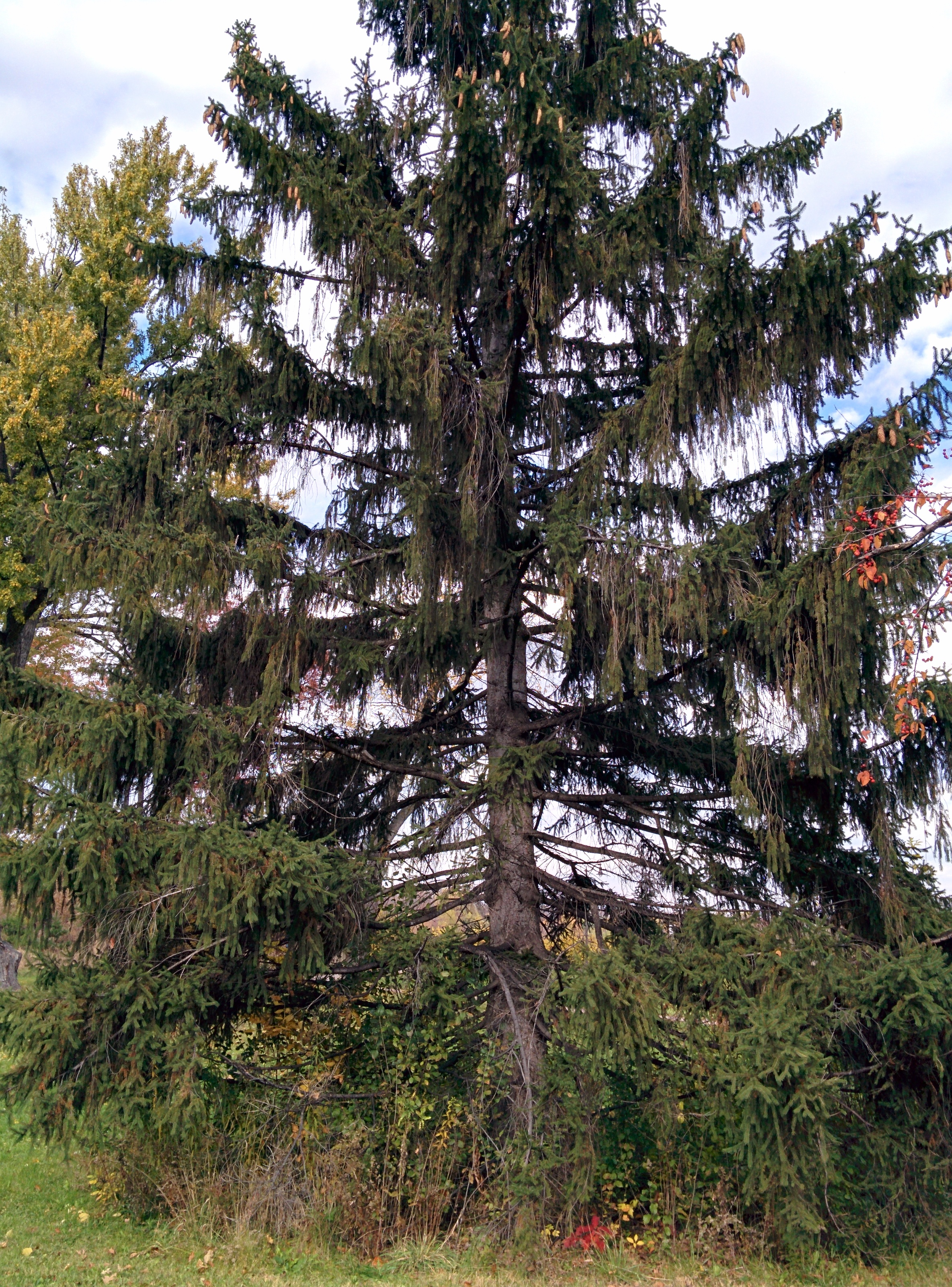 Norway spruce form